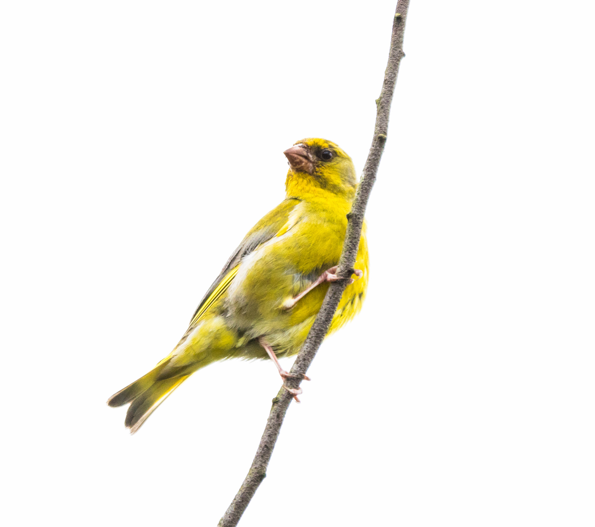 Canon EF 70-200mm F2.8L IS II USM sample photo. Bird photography