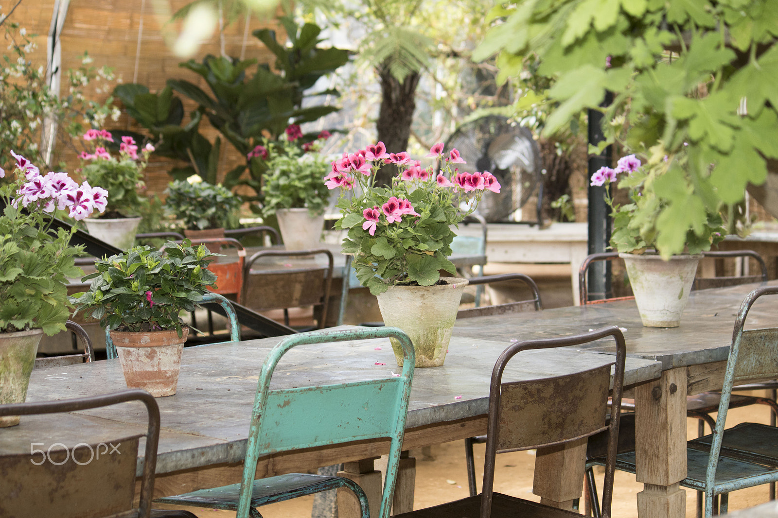 Canon EF-S 55-250mm F4-5.6 IS sample photo. Vintage feel at petersham nurseries photography