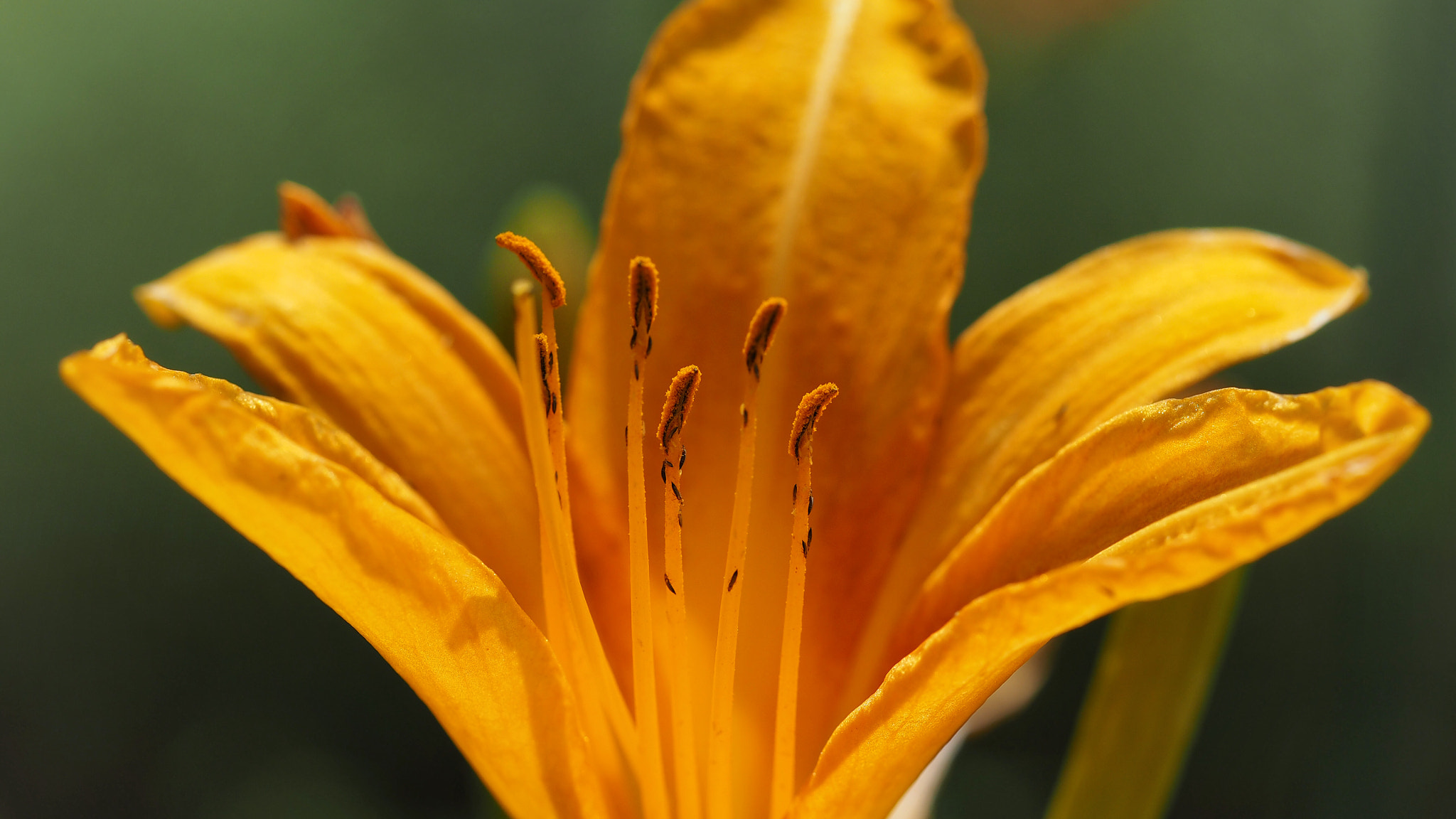 Olympus PEN E-PL7 sample photo. Hemerocallis yezoensis photography