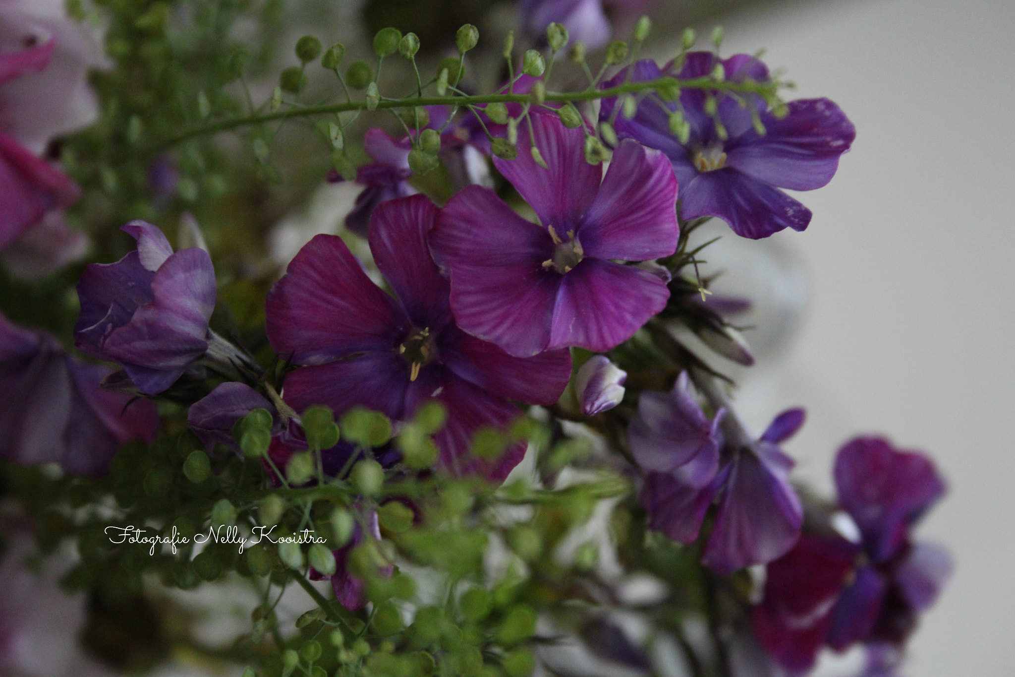 Canon EF-S 18-55mm F3.5-5.6 II sample photo. Flowers photography