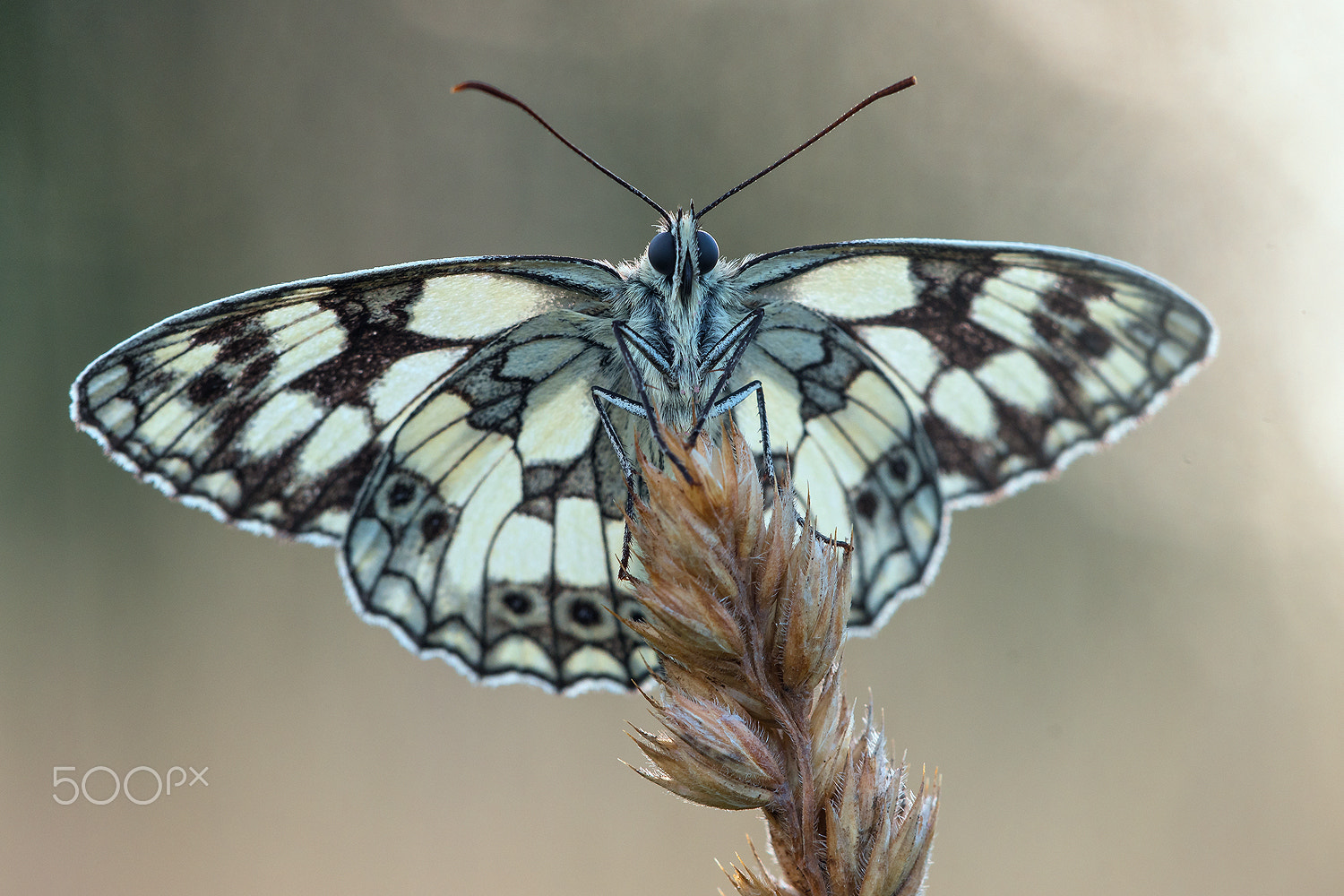 Sigma 150mm F2.8 EX DG Macro HSM sample photo. Marbled white (melanargia galathea) photography