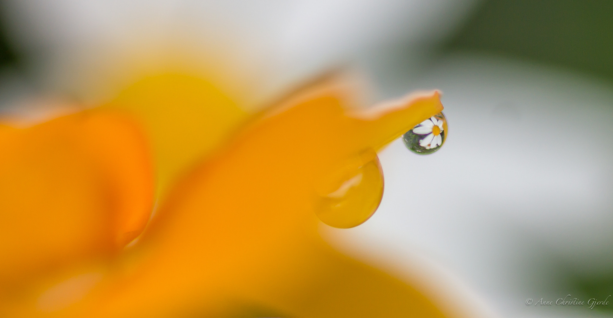 Sigma 105mm F2.8 EX DG Macro sample photo. Droplet photography