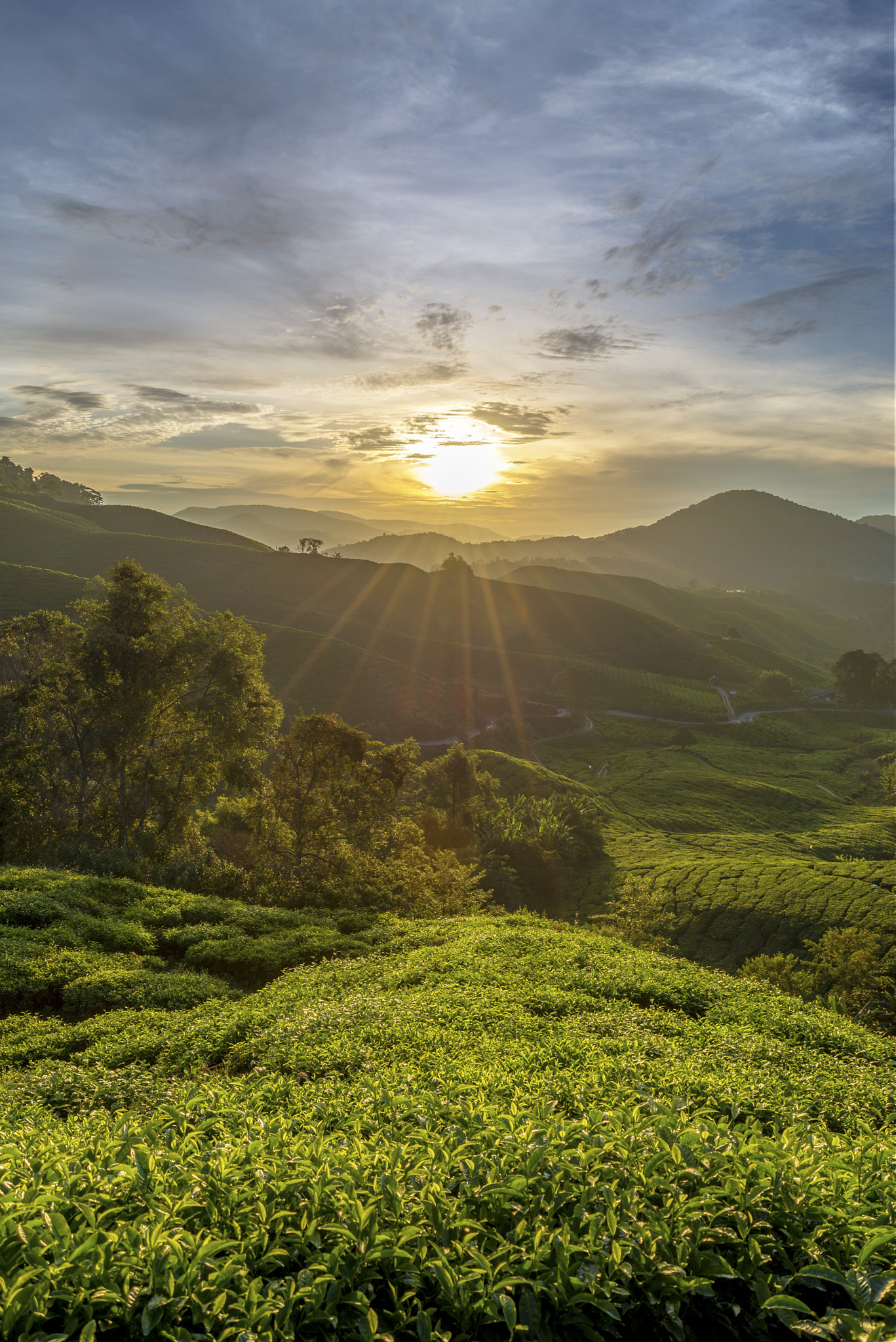 AF Zoom-Nikkor 28-80mm f/3.3-5.6G sample photo. Boh tea sunrise photography