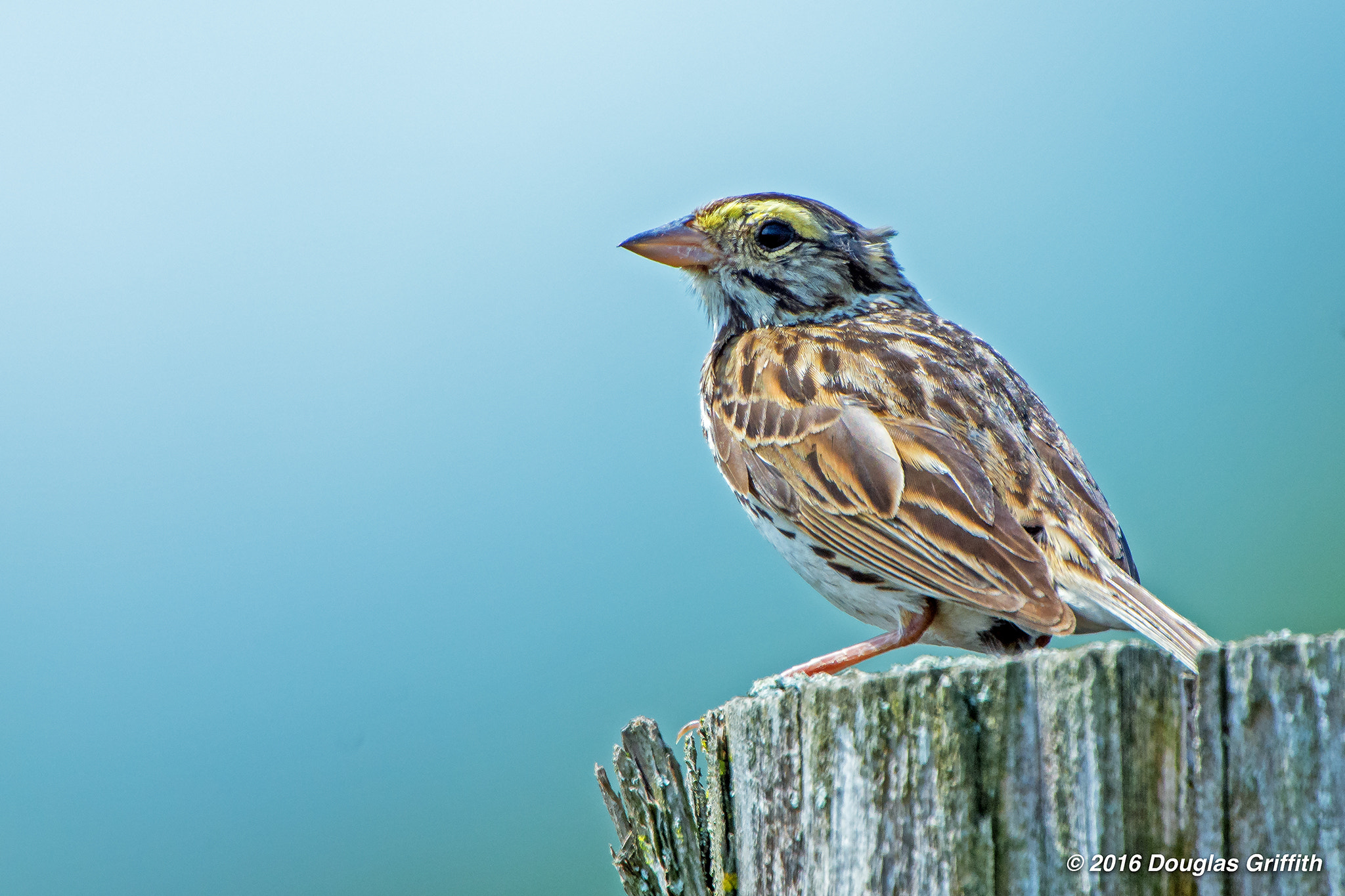 Nikon D7200 + Nikon AF-S Nikkor 500mm F4G ED VR sample photo. Savannah sparrow (passerculus sandwichensis) photography