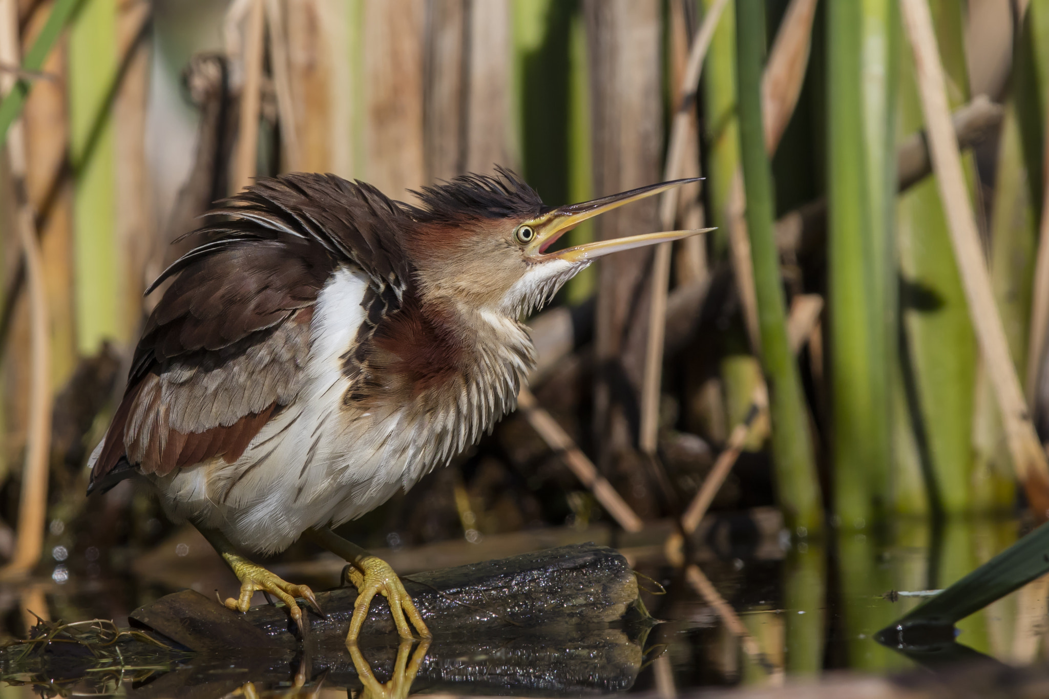 Canon EOS 5DS R + Canon EF 600mm F4L IS II USM sample photo. Least bittern female, seeing male approaching photography