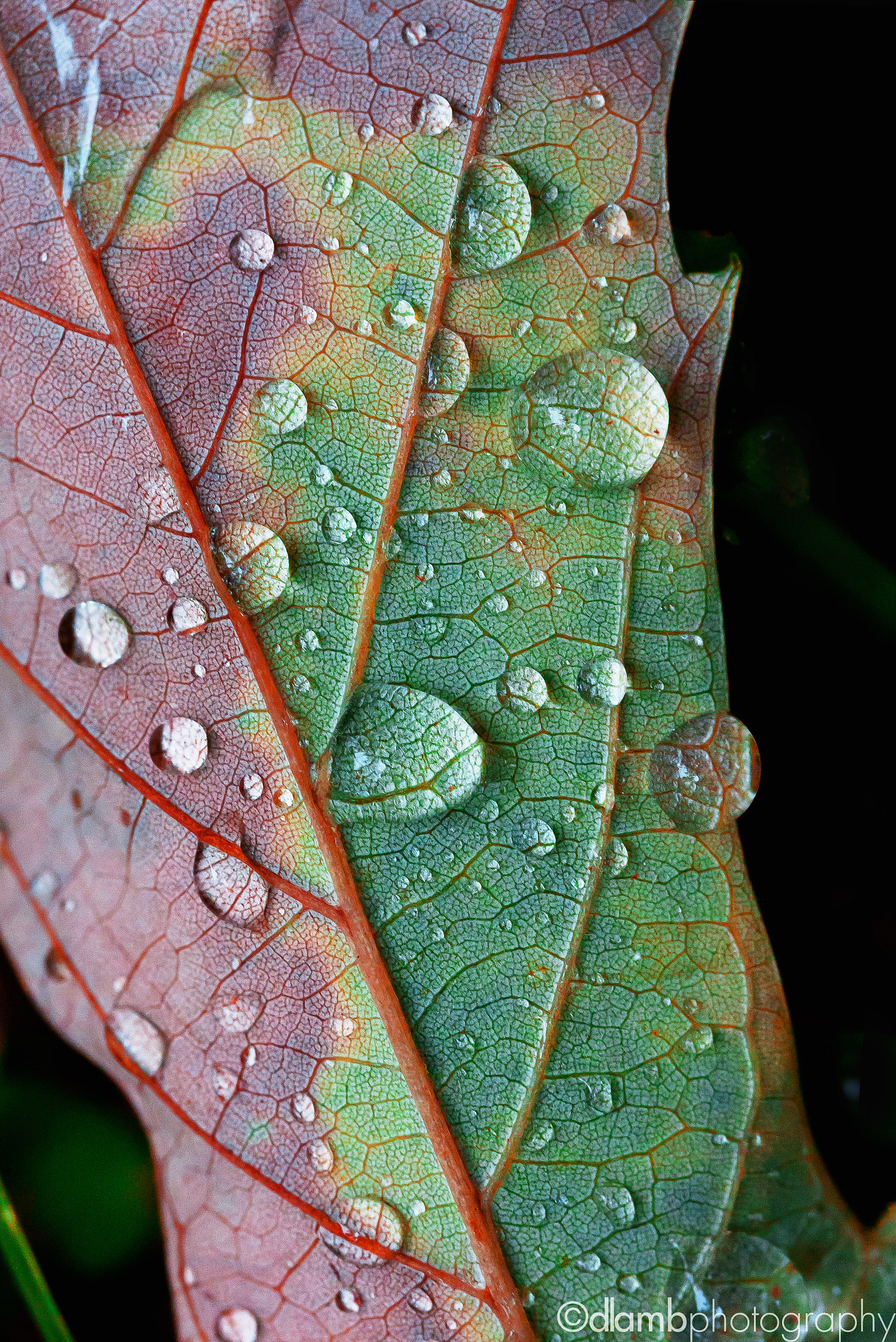Canon EF-S 60mm F2.8 Macro USM sample photo. Summer leaf photography