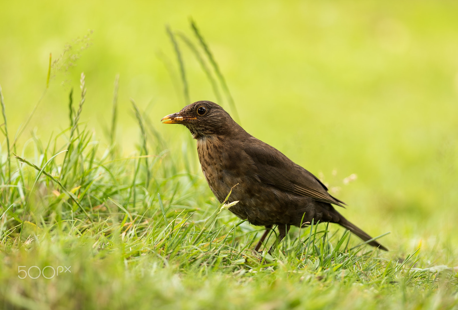 Nikon D810 + Nikon AF-S Nikkor 300mm F4D ED-IF sample photo. Blackbird photography