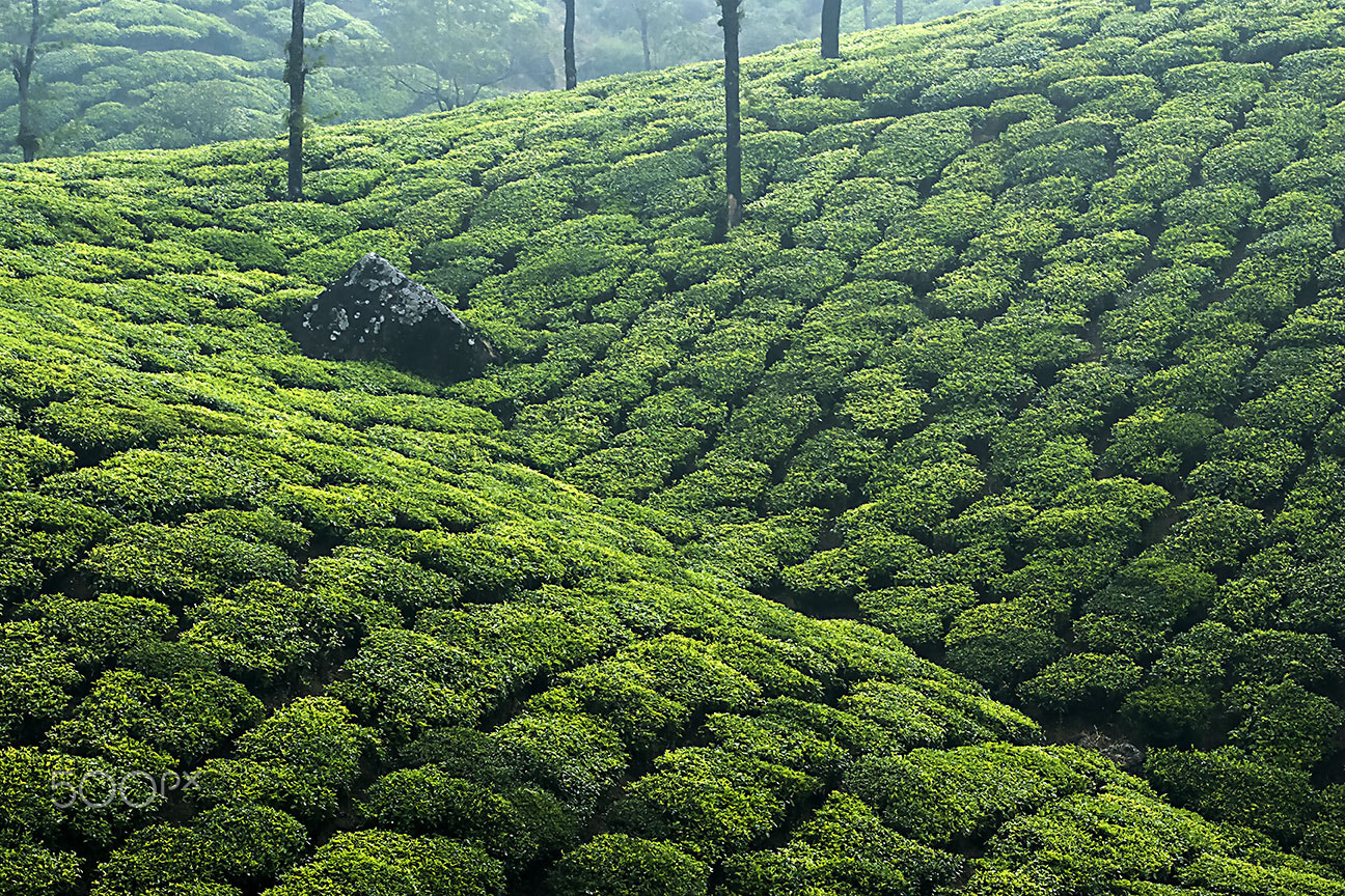 Nikon D80 sample photo. Tea plantations photography