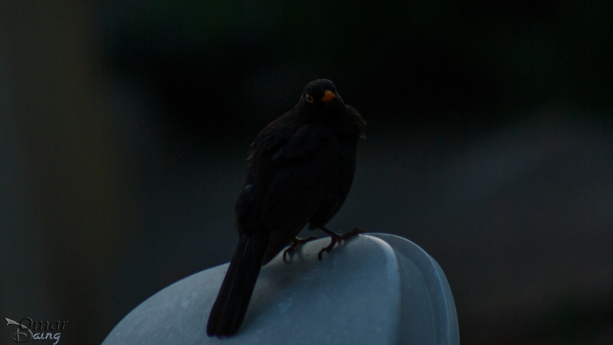 smc PENTAX-FA 80-320mm F4.5-5.6 sample photo. Turdus merula - common blackbird - karatavuk - 5 photography