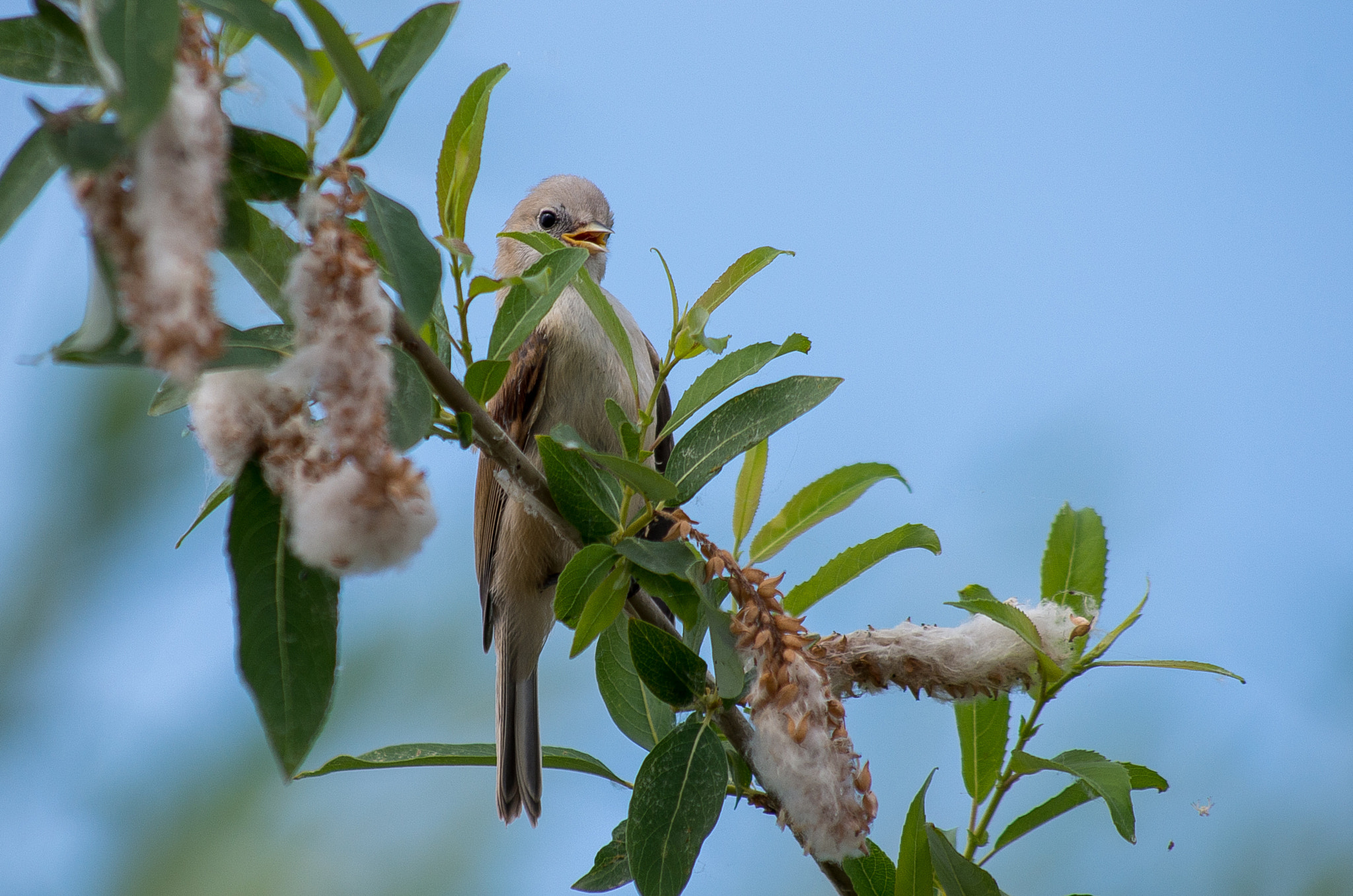 Pentax K-30 + HD Pentax DA 55-300mm F4.0-5.8 ED WR sample photo. Eurasian penduline tit // remiz pendulinus photography