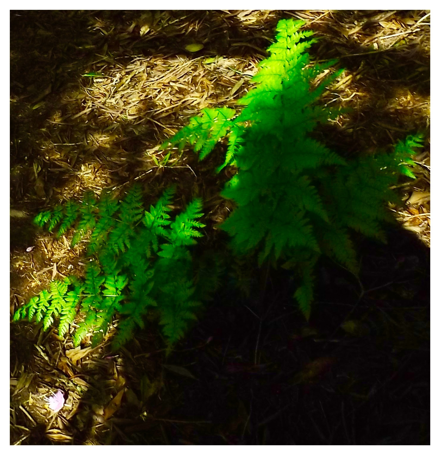 Fujifilm FinePix S4700 sample photo. Fern and petal. photography