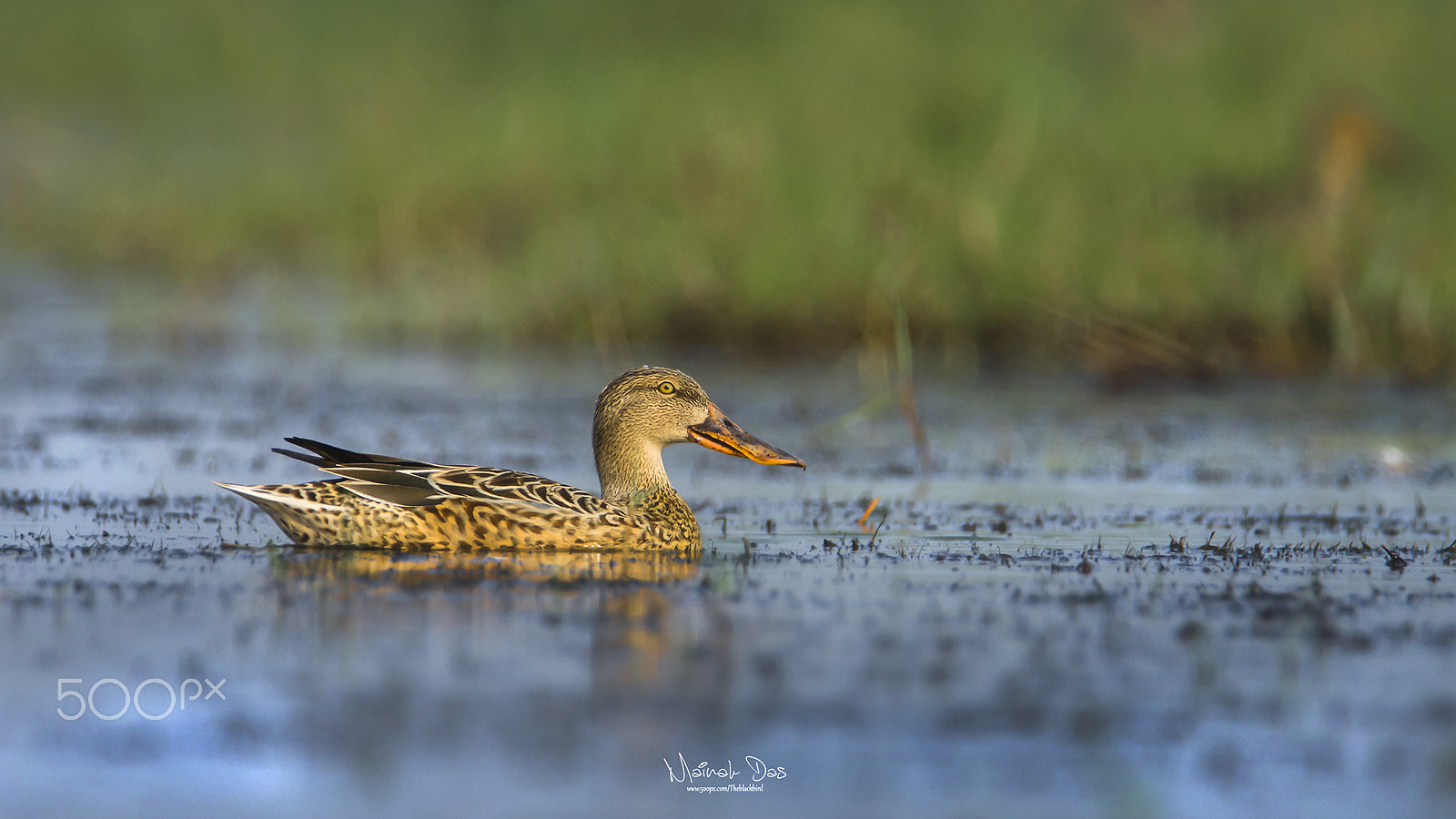 Nikon D5100 + Tamron SP 150-600mm F5-6.3 Di VC USD sample photo. Northern shoveler female photography