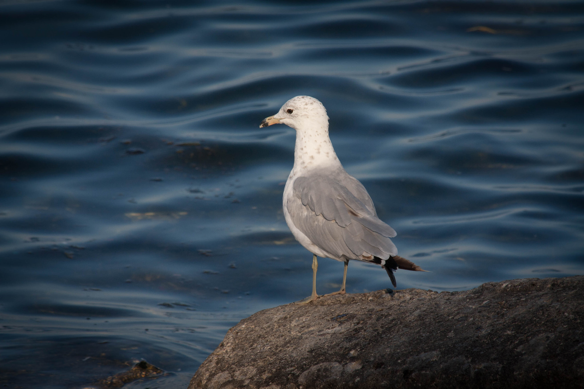 Canon EF 70-300mm F4-5.6 IS USM sample photo. Blufferspark photography