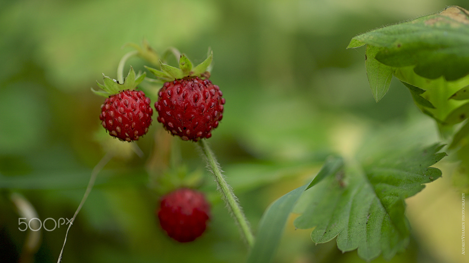 Sigma 50mm F1.4 EX DG HSM sample photo. Strawberry timber photography