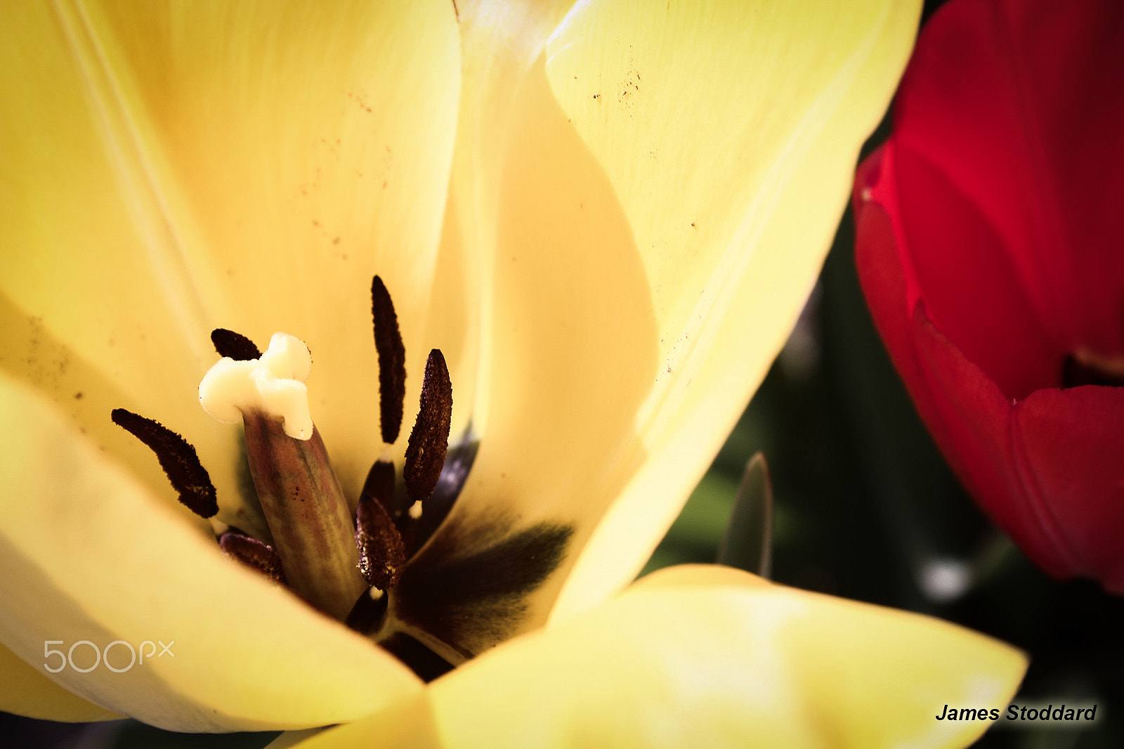 Canon EF-S 18-55mm F3.5-5.6 II sample photo. Yellow & red tulips photography