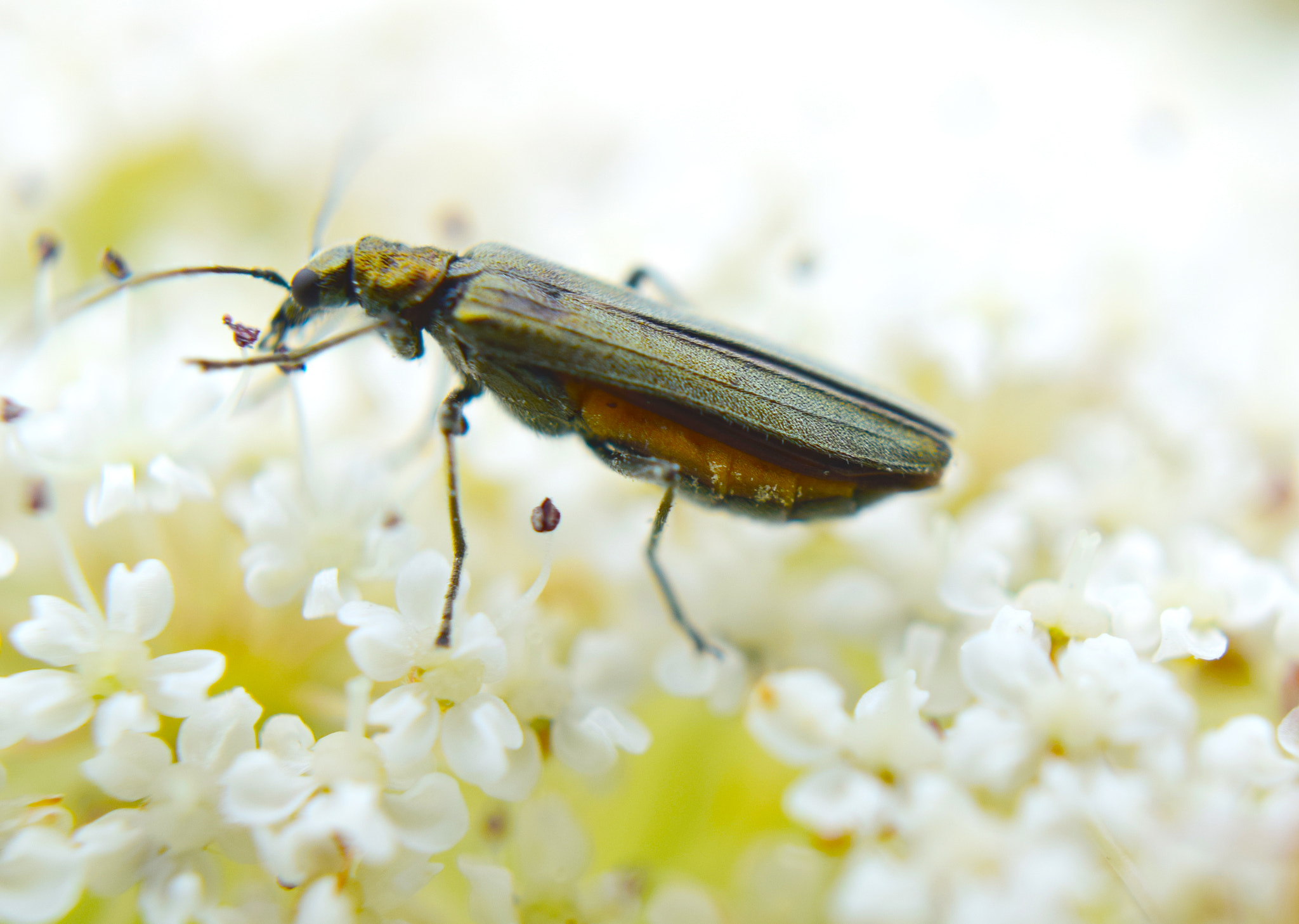 Nikon AF-S Nikkor 500mm F4D ED-IF II sample photo. It's a bug life... photography