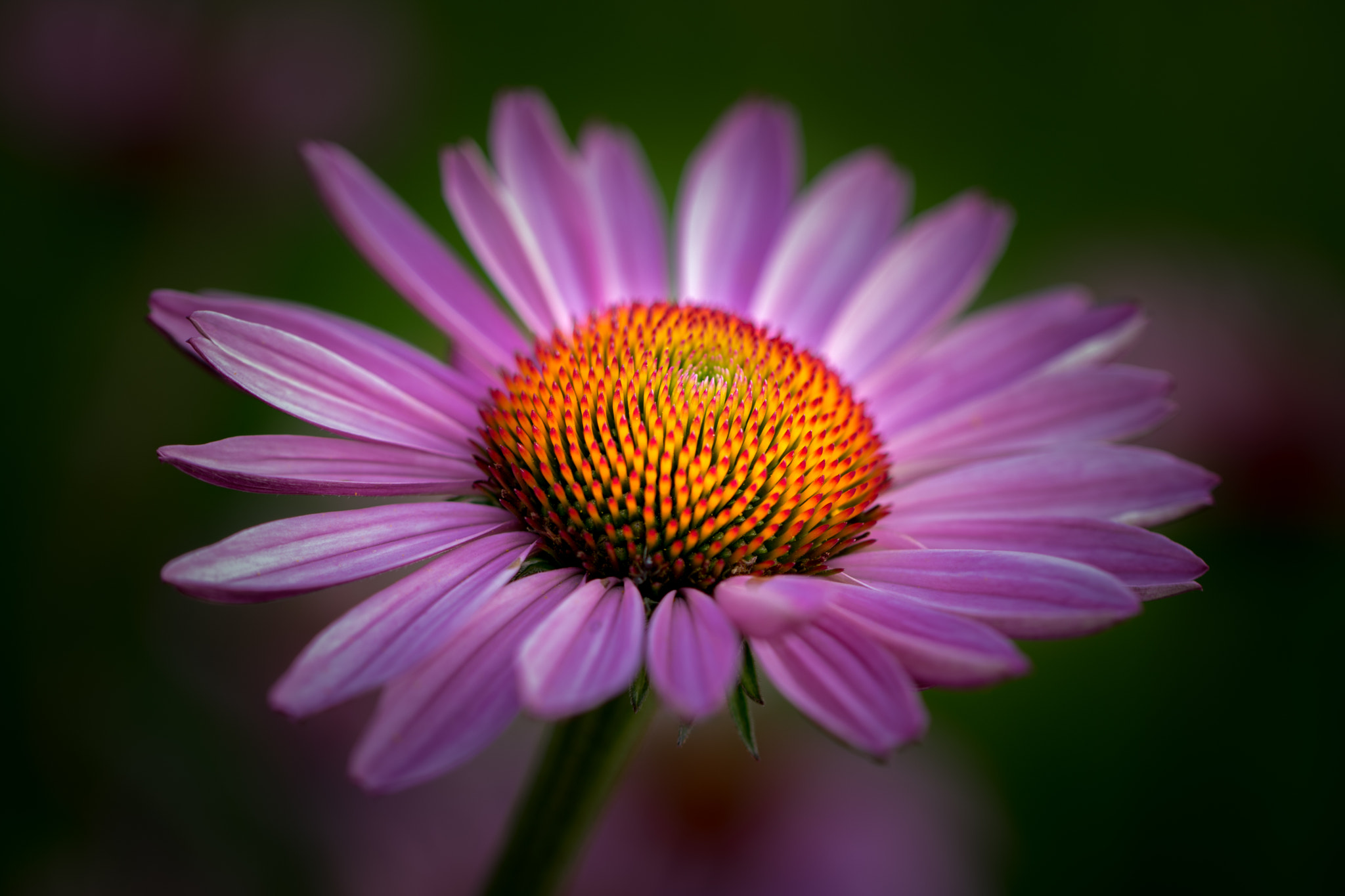 Canon EOS 760D (EOS Rebel T6s / EOS 8000D) + Canon EF 100mm F2.8L Macro IS USM sample photo. Flower309 photography