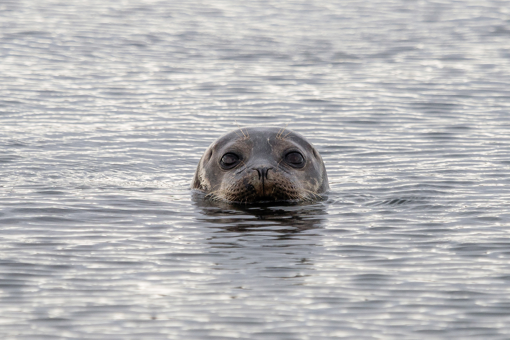 Olympus OM-D E-M5 + Olympus M.Zuiko Digital ED 40-150mm F2.8 Pro sample photo. Seal (2015) | em526679.jpg photography