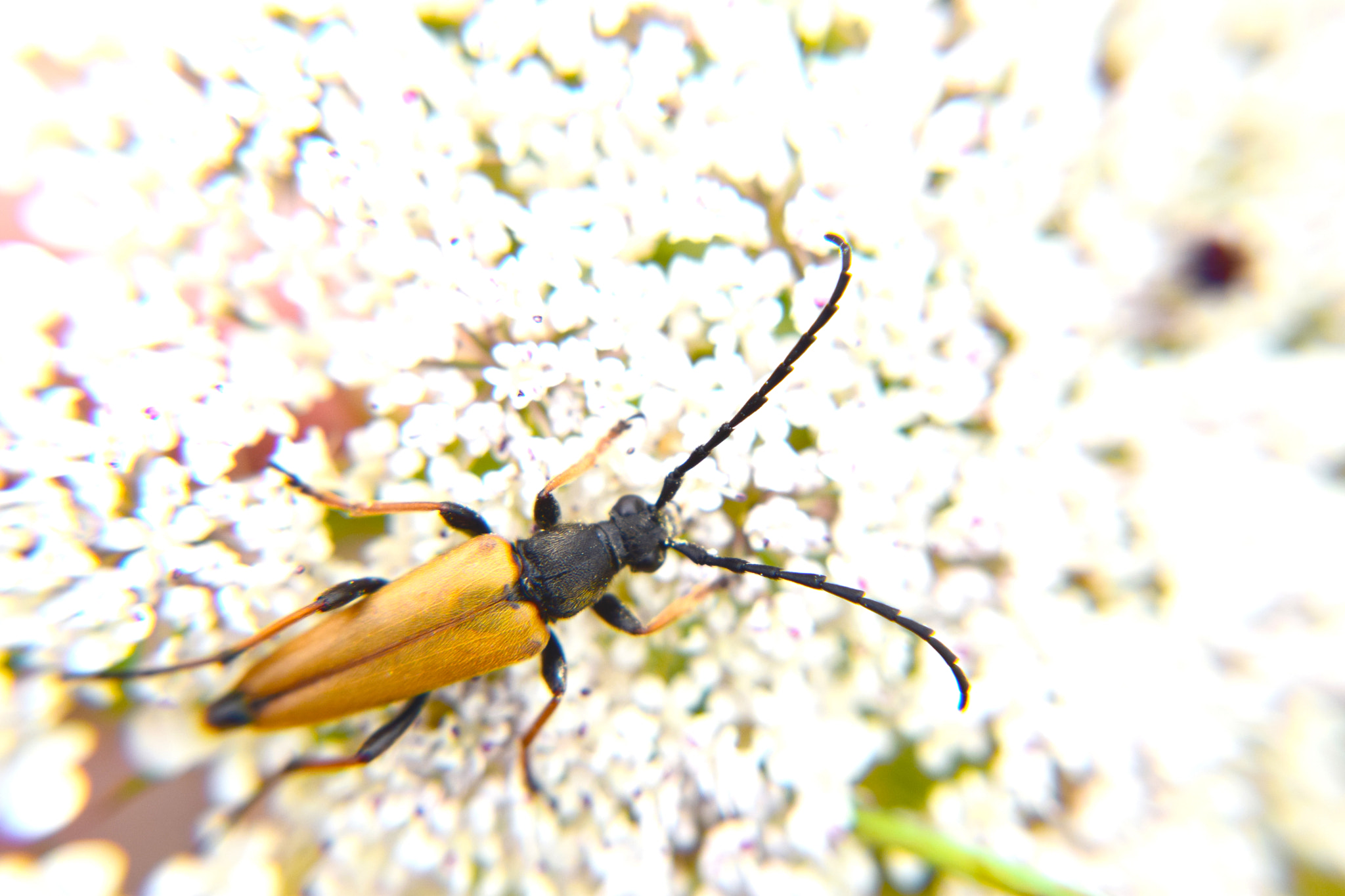 AF Zoom-Nikkor 24-120mm f/3.5-5.6D IF sample photo. Big bug! photography