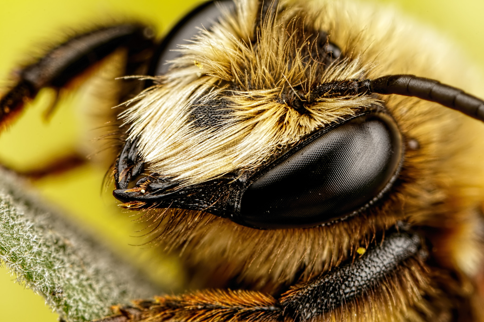 Canon MP-E 65mm F2.5 1-5x Macro Photo sample photo. Mason bee series 3-3 photography