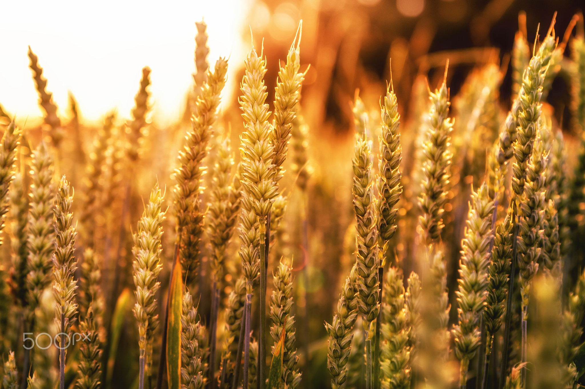 cereals in sunset