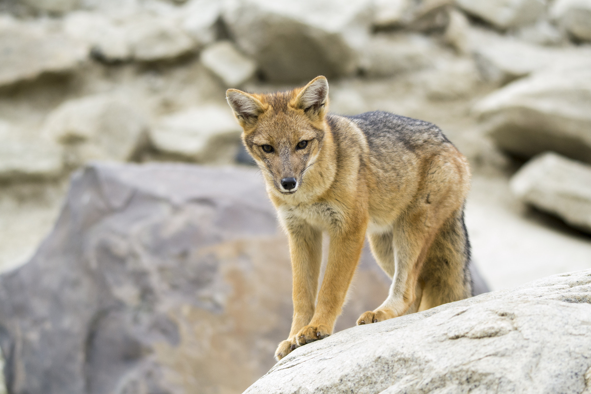 Sigma 120-400mm F4.5-5.6 DG OS HSM sample photo. Andean wolf photography
