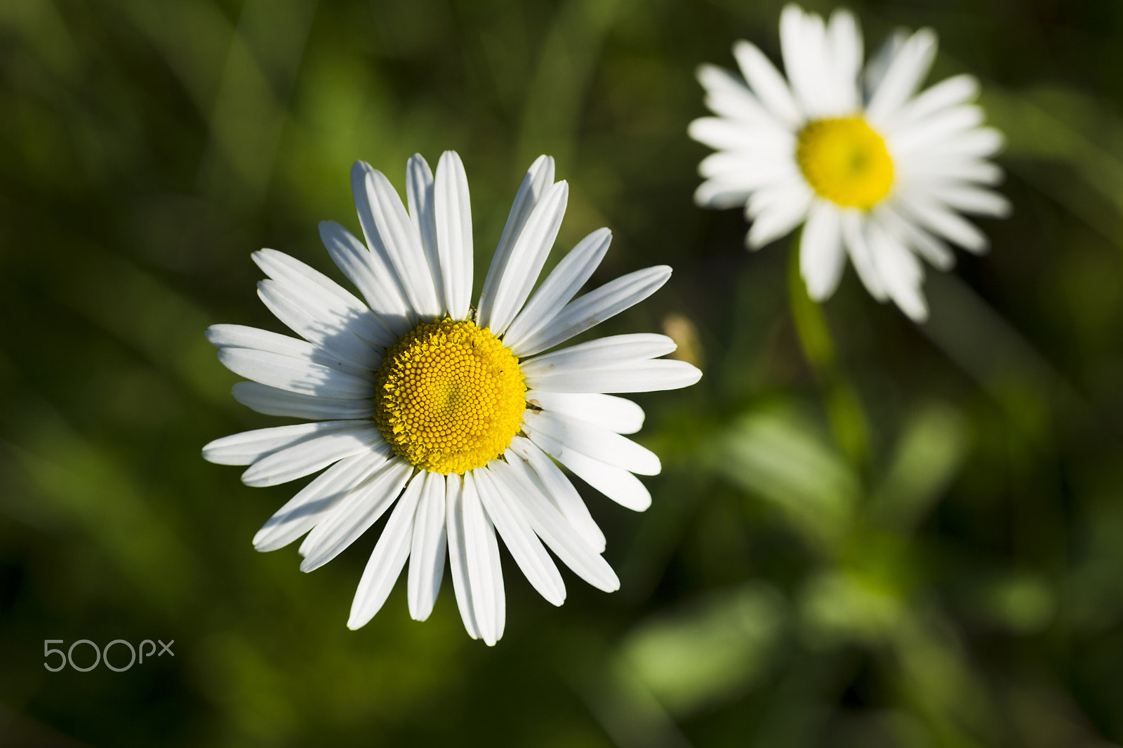 Canon EOS-1D Mark IV sample photo. Wildflowers chamomile photography