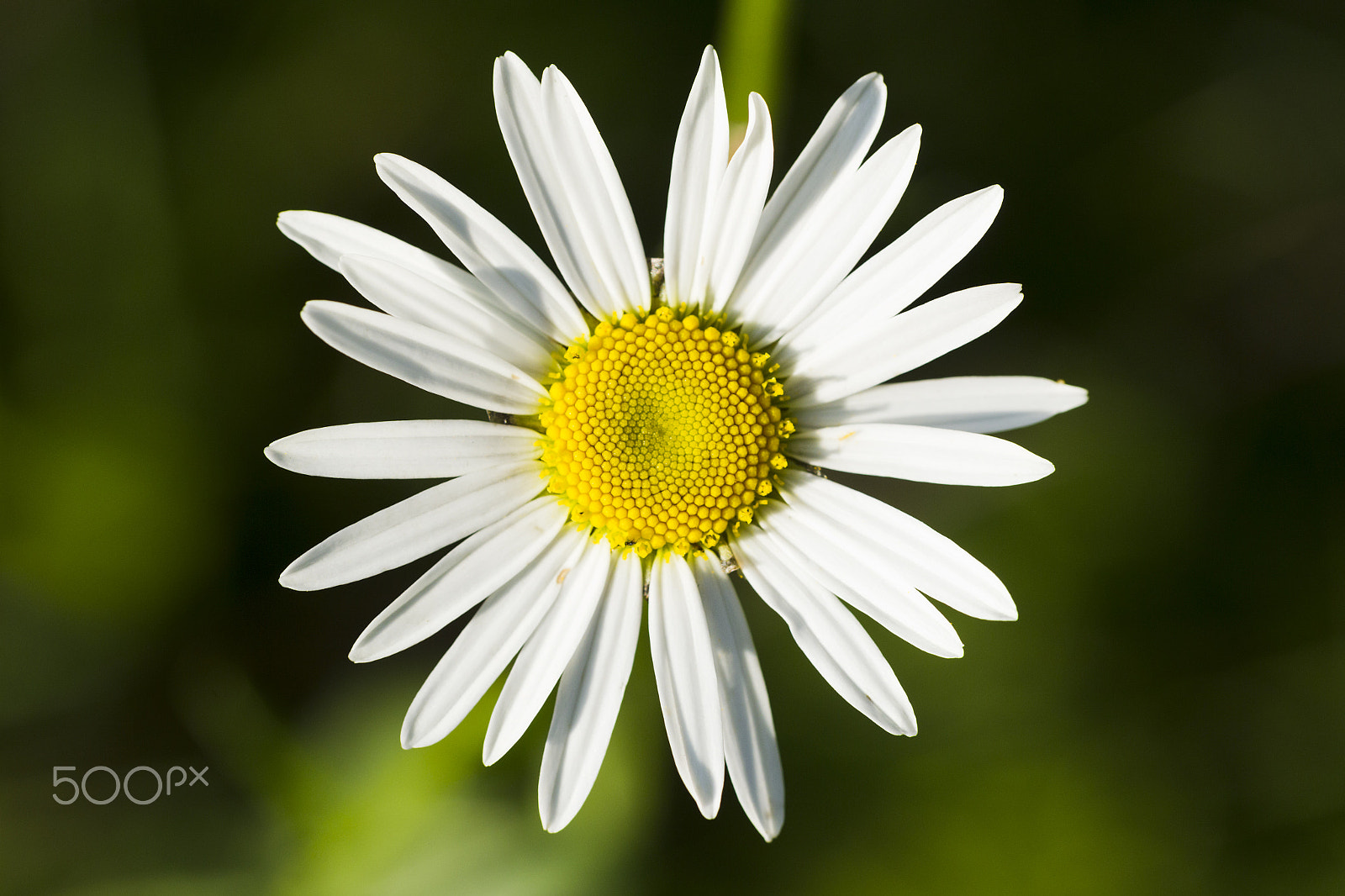 Canon EOS-1D Mark IV sample photo. Wildflowers chamomile photography