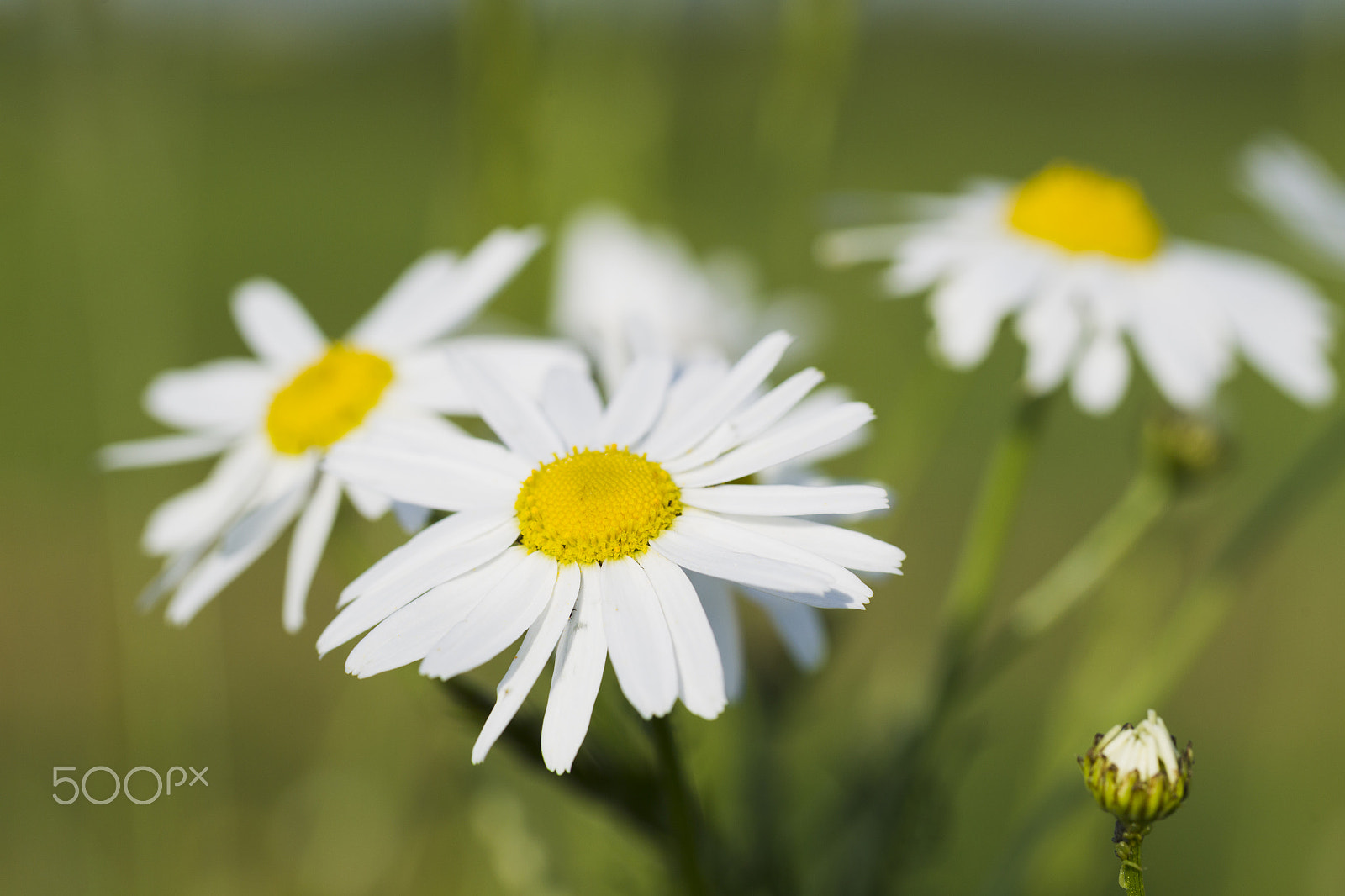 Canon EOS-1D Mark IV sample photo. Wildflowers chamomile photography