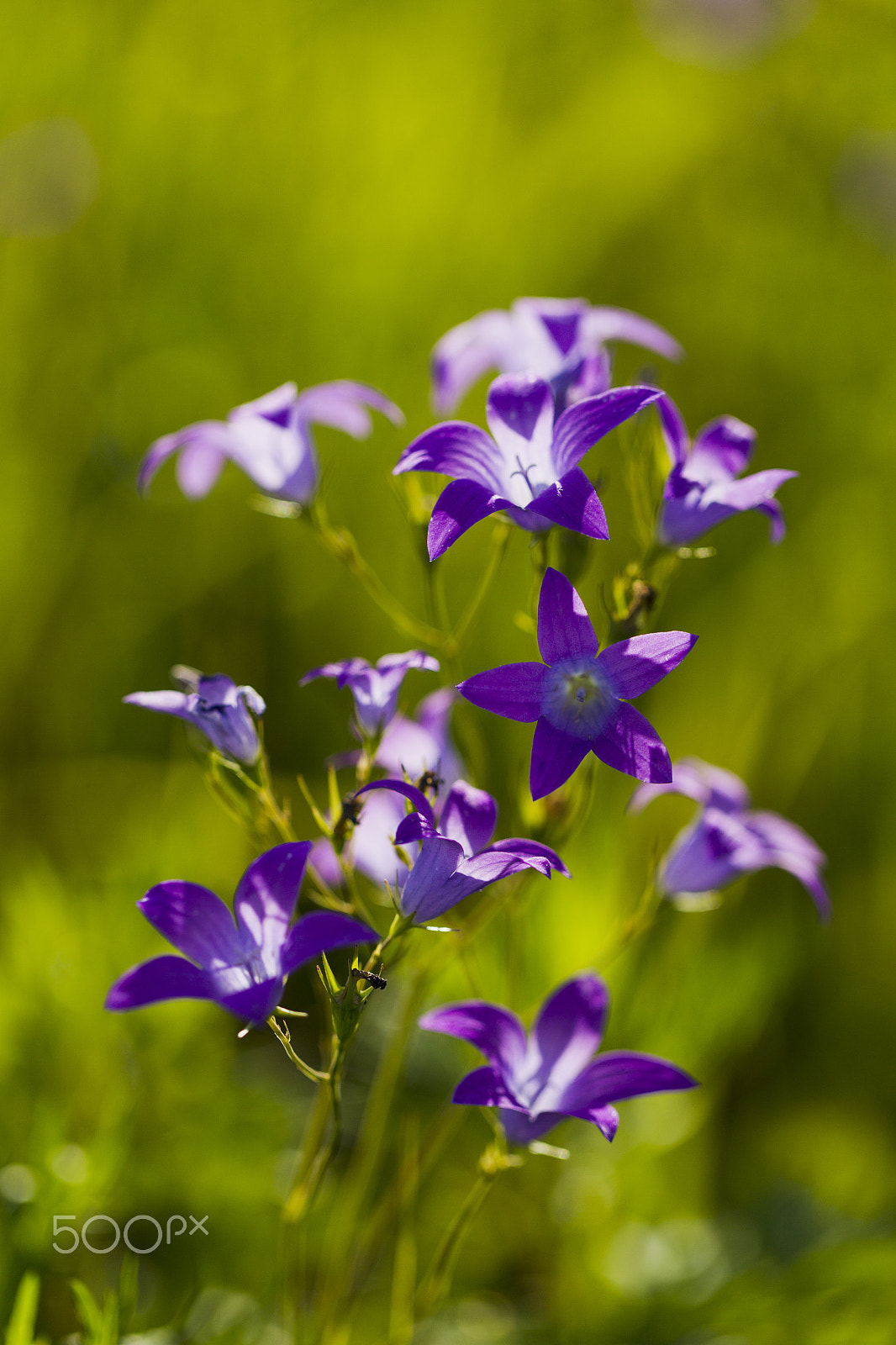 Canon EOS-1D Mark IV sample photo. Wildflowers bells photography