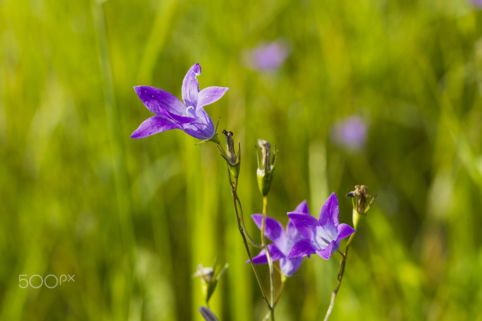 Canon EOS-1D Mark IV sample photo. Wildflowers bells photography