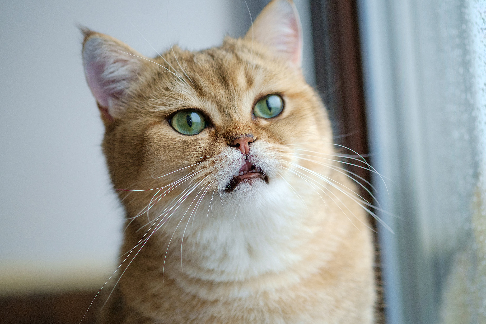 Fujifilm X-Pro1 + Fujifilm XF 60mm F2.4 R Macro sample photo. Edit copy photography