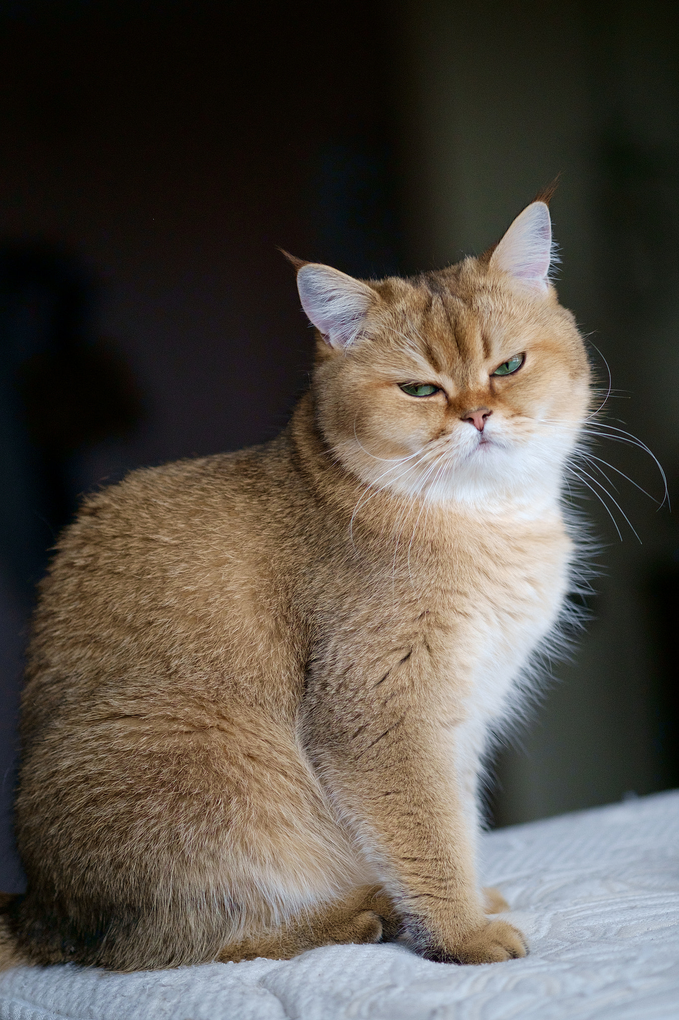 Fujifilm X-Pro1 + Fujifilm XF 60mm F2.4 R Macro sample photo. Edit copy photography