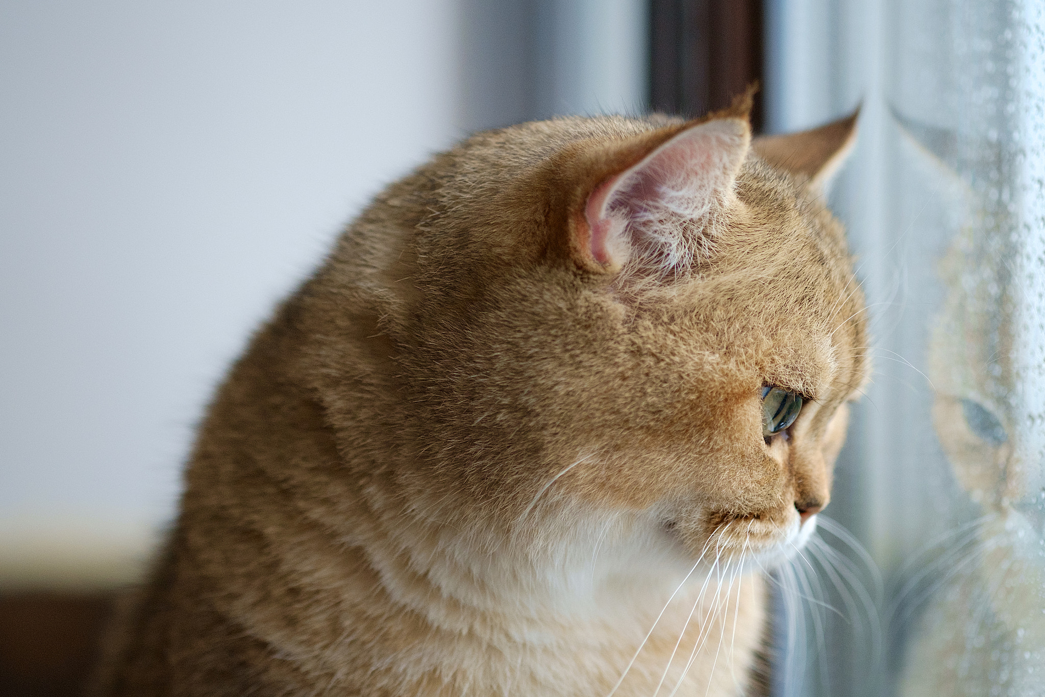 Fujifilm X-Pro1 + Fujifilm XF 60mm F2.4 R Macro sample photo. Edit copy photography