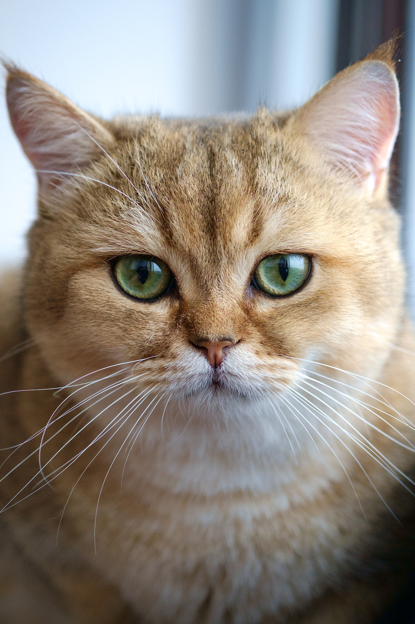 Fujifilm X-Pro1 + Fujifilm XF 60mm F2.4 R Macro sample photo. Edit copy photography