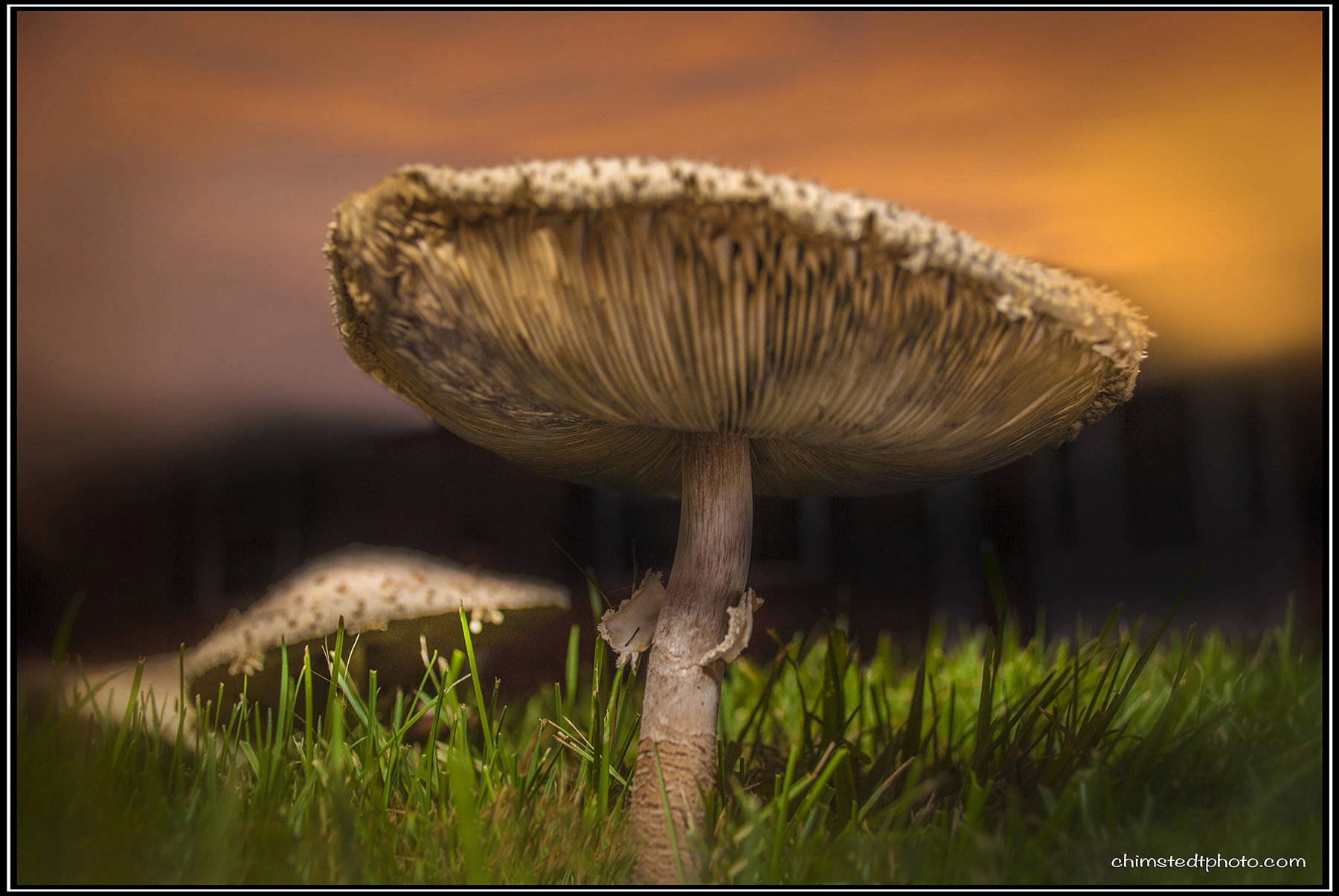 Nikon D40X sample photo. Mushroom photography