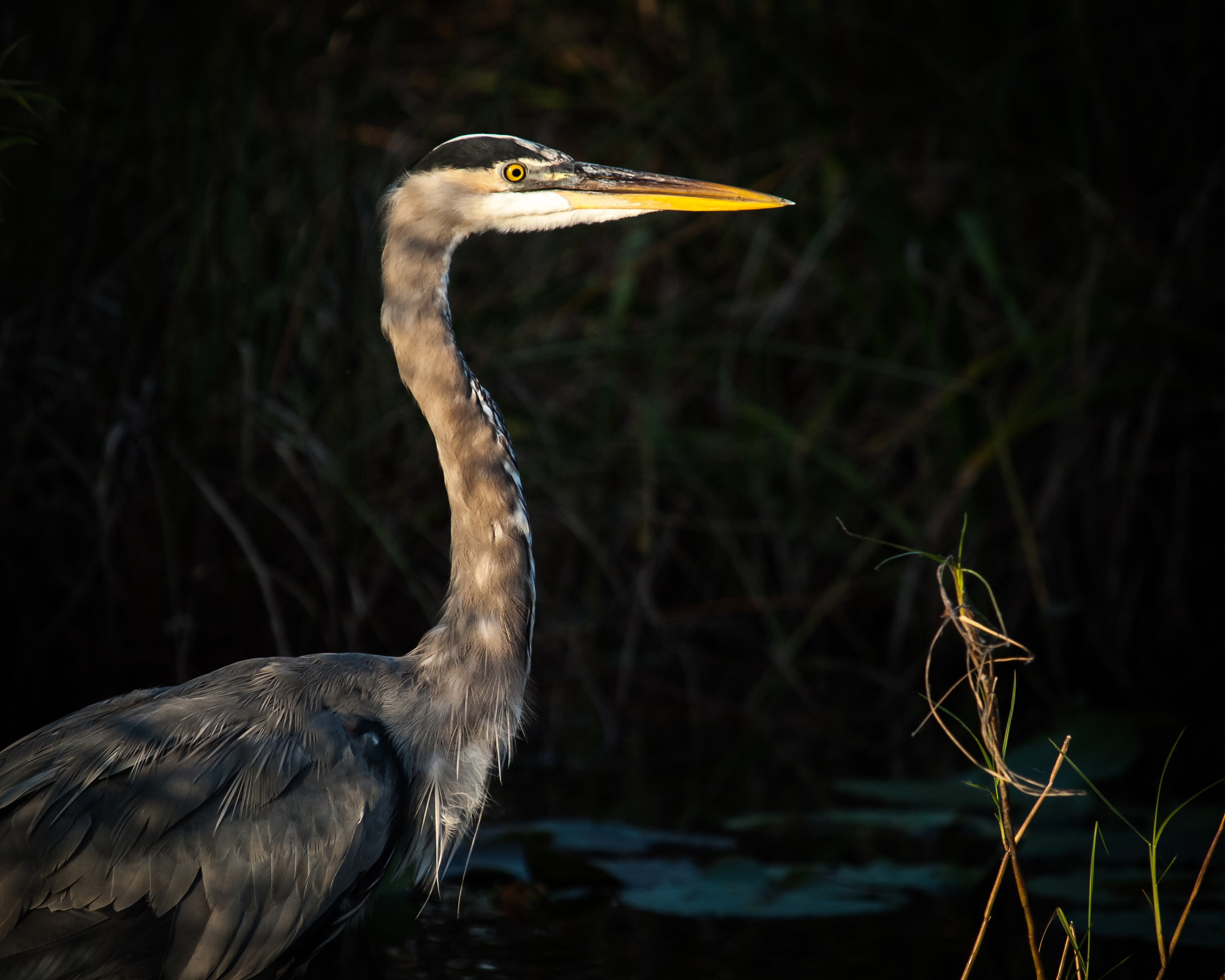 Olympus E-620 (EVOLT E-620) sample photo. Great blue heron photography