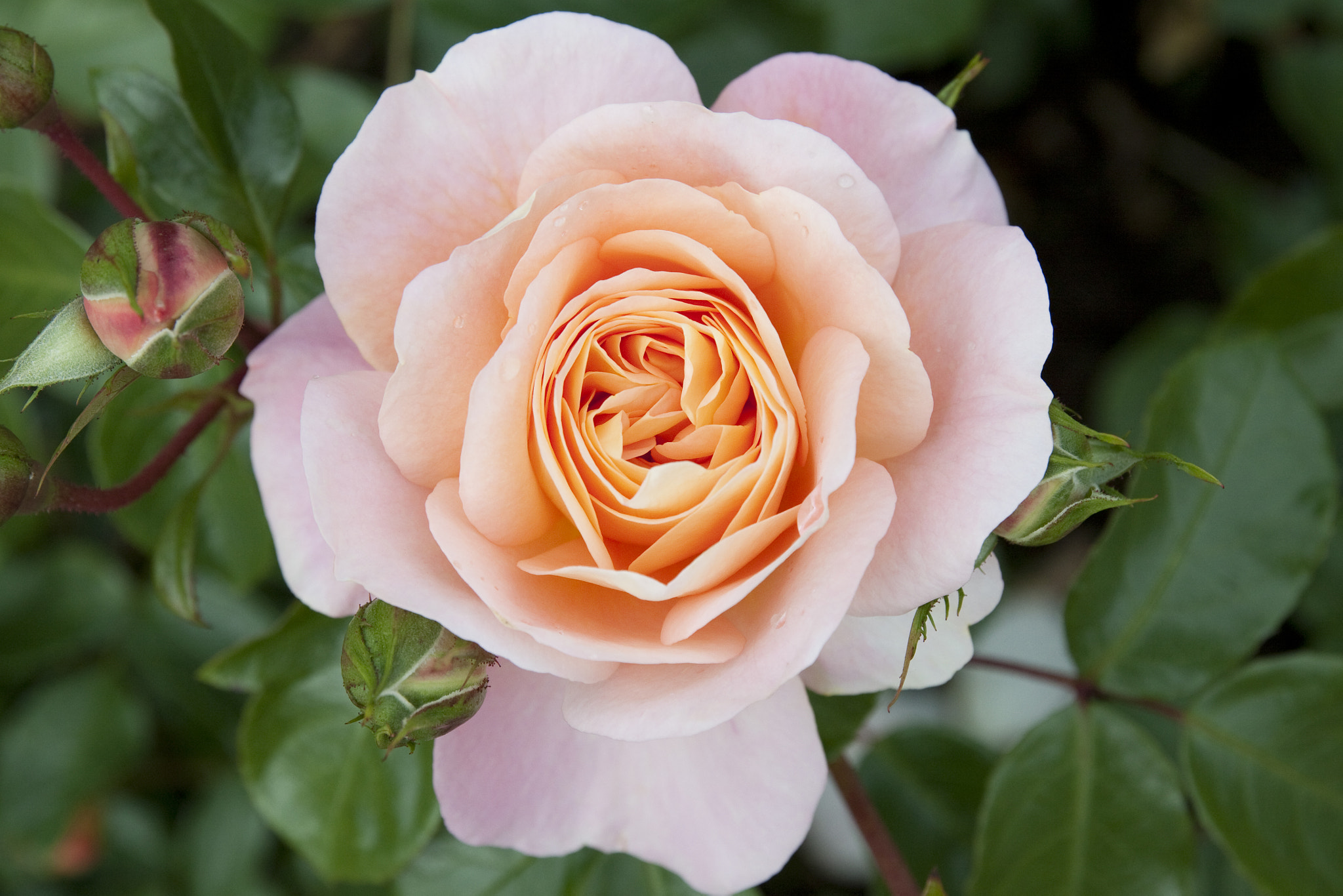 Canon EOS 50D sample photo. Blomst 0002 photography