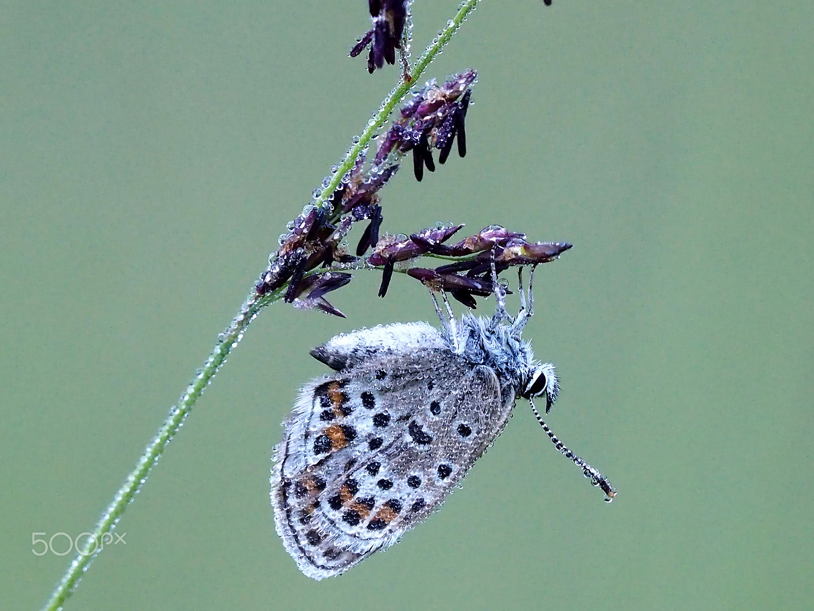 Olympus OM-D E-M1 + Sigma 150mm F2.8 EX DG Macro HSM sample photo. Bläuling im morgentau photography