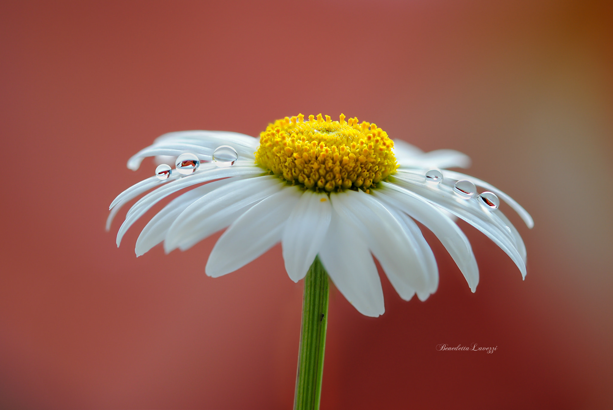 Sigma 105mm F2.8 EX DG OS HSM sample photo. Emotion photography