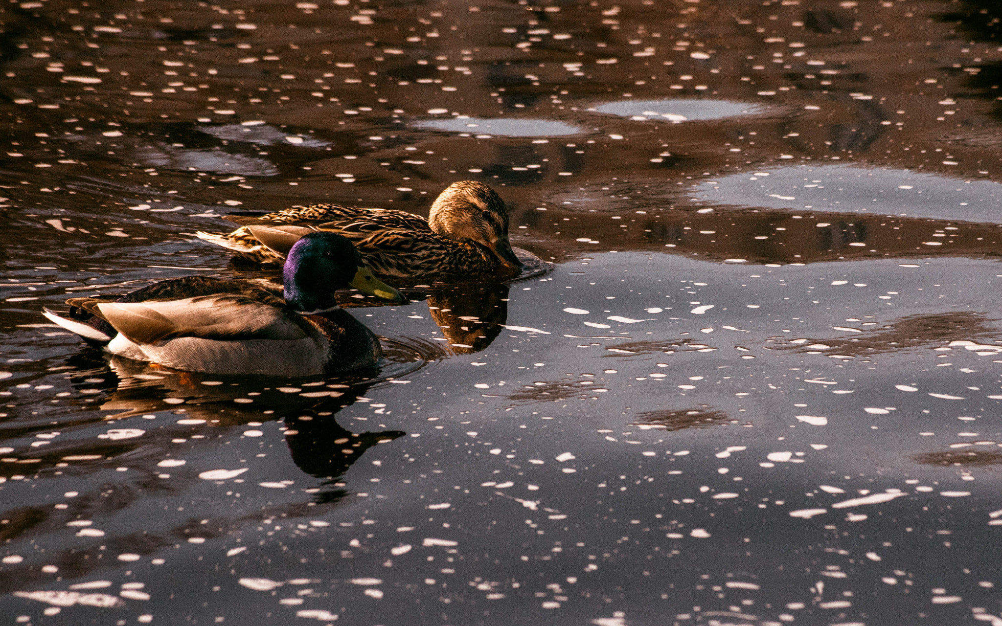 Tamron AF 55-200mm F4-5.6 Di II LD Macro sample photo. Ducks photography