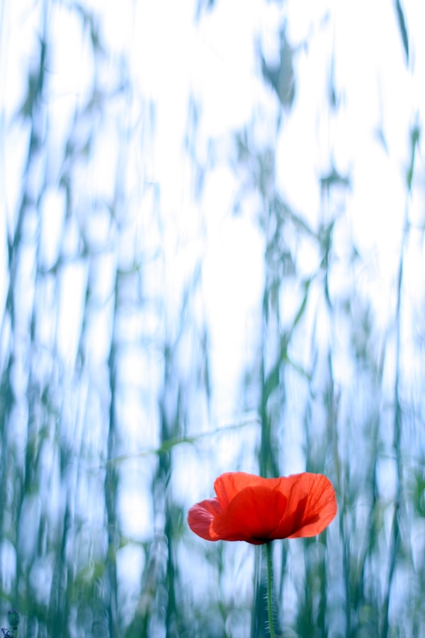Canon EF 35-80mm f/4-5.6 sample photo
