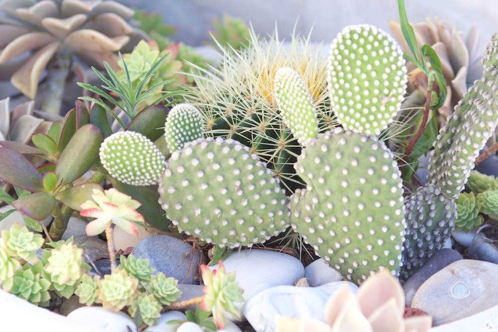 Canon EF 135mm F2L USM sample photo. Cacti photography