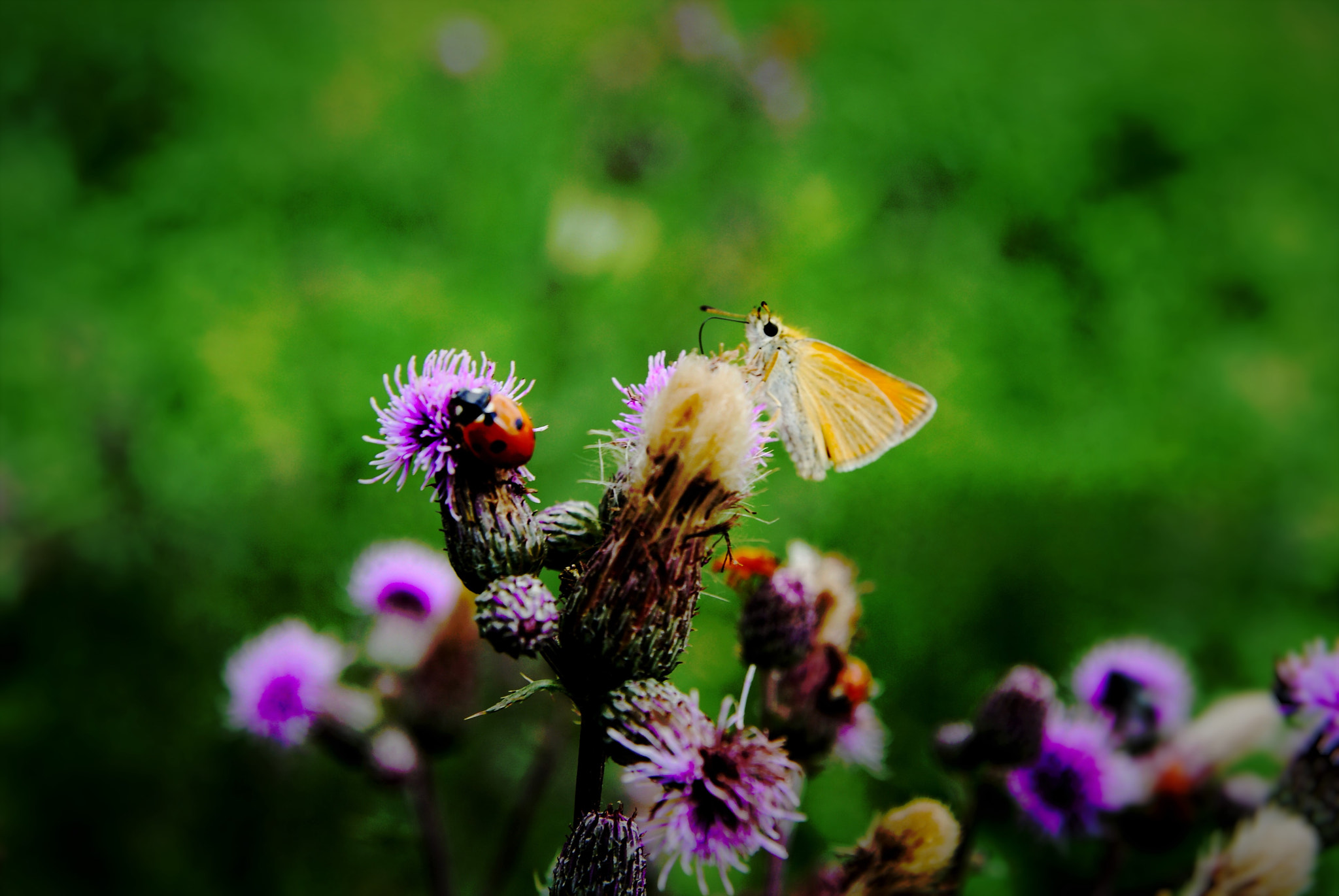 Sony Alpha DSLR-A300 sample photo. Buddies photography