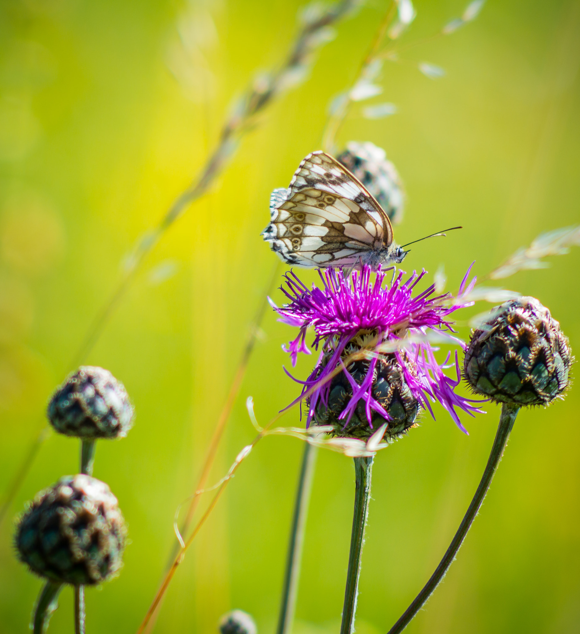 Nikon D3200 + AF Nikkor 70-210mm f/4-5.6 sample photo. Butterfly photography