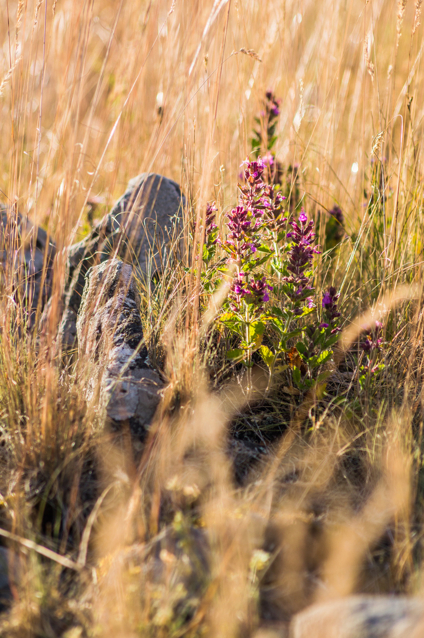 Nikon D3200 + AF Nikkor 70-210mm f/4-5.6 sample photo. Hillside flowers photography