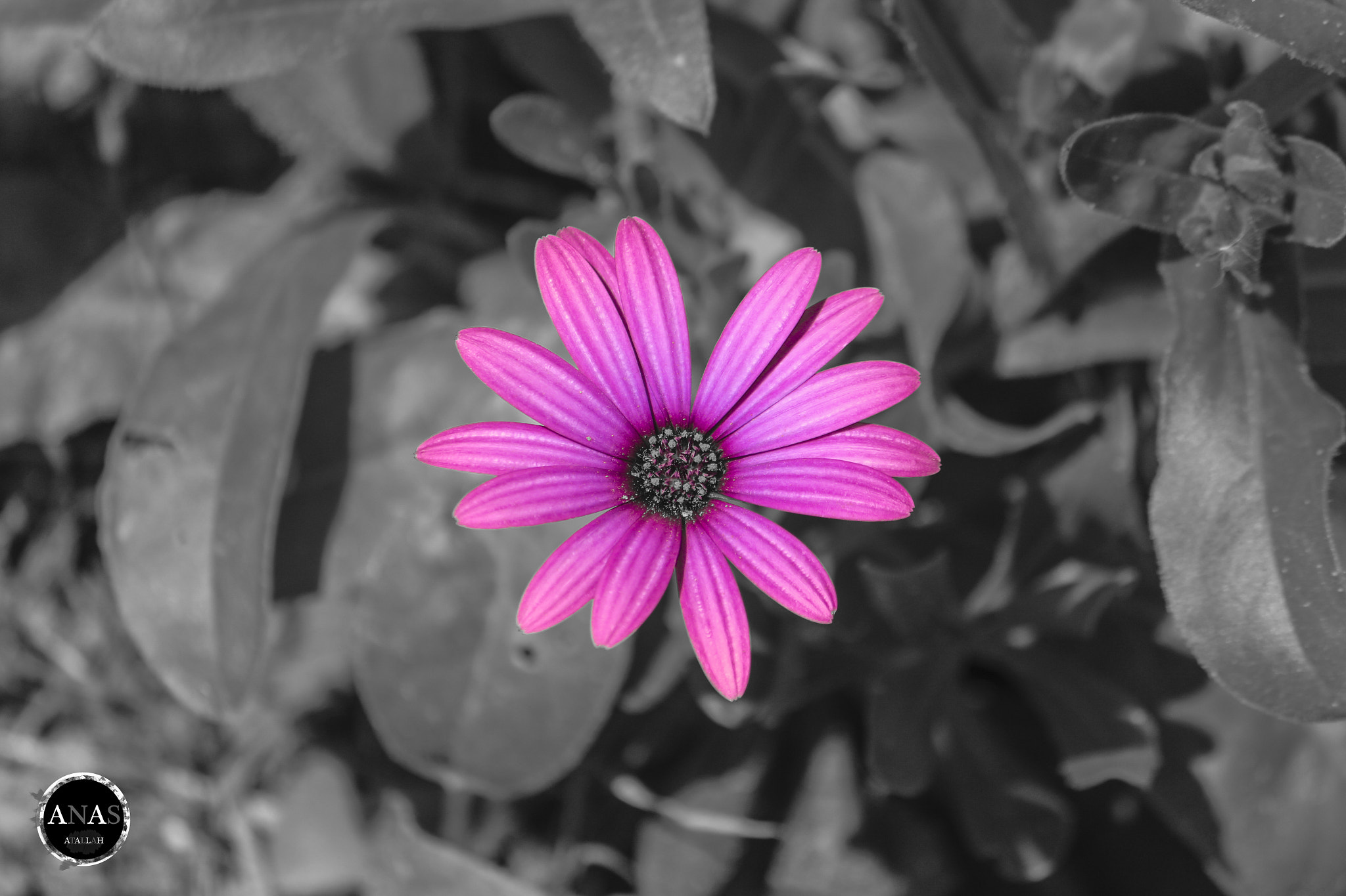 Canon EF-S 55-250mm F4-5.6 IS sample photo. Flower-1 photography