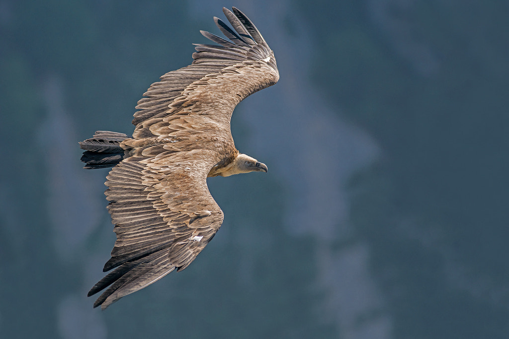 Minolta AF 400mm F4.5 HS-APO G sample photo. Griffon vulture photography