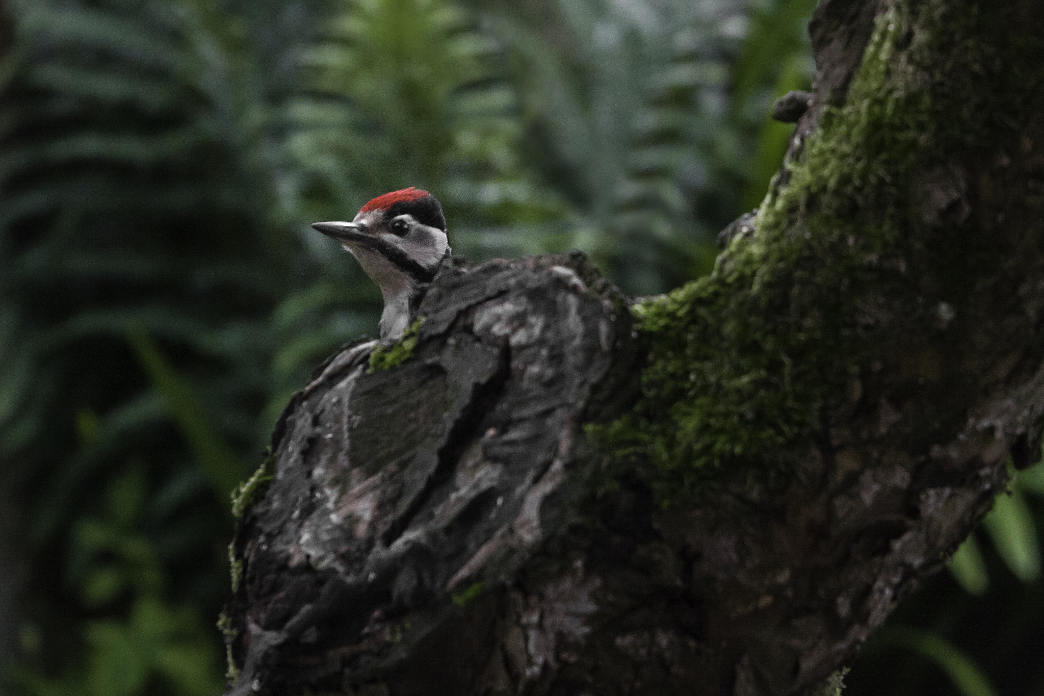 Canon EOS 40D + Canon EF 70-300mm F4.5-5.6 DO IS USM sample photo. Peeping woodpecker! photography