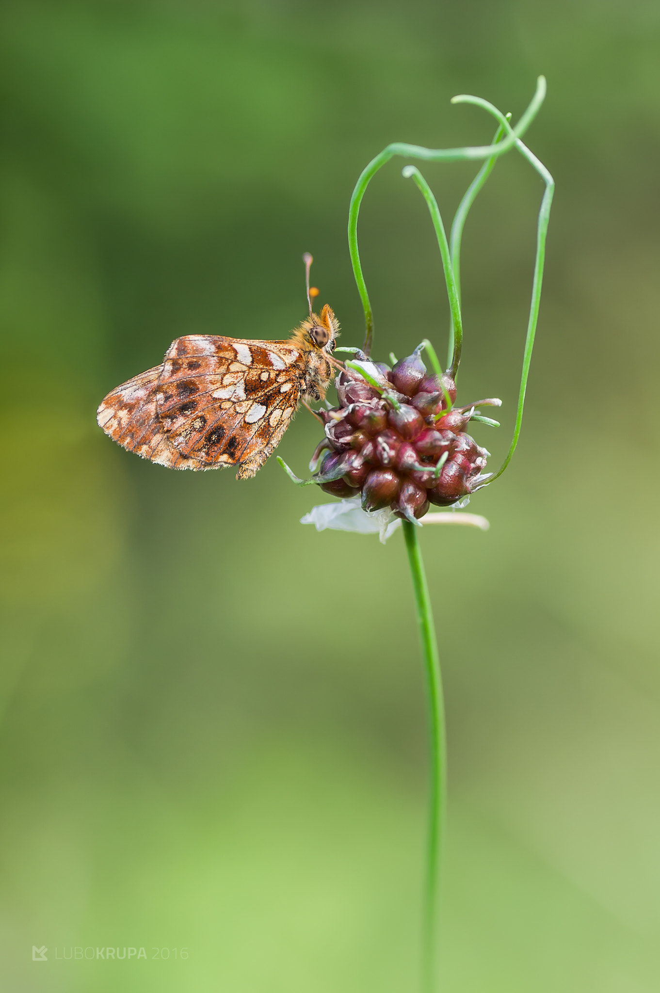 Pentax K-r + Tamron SP AF 90mm F2.8 Di Macro sample photo. Boloria dia photography